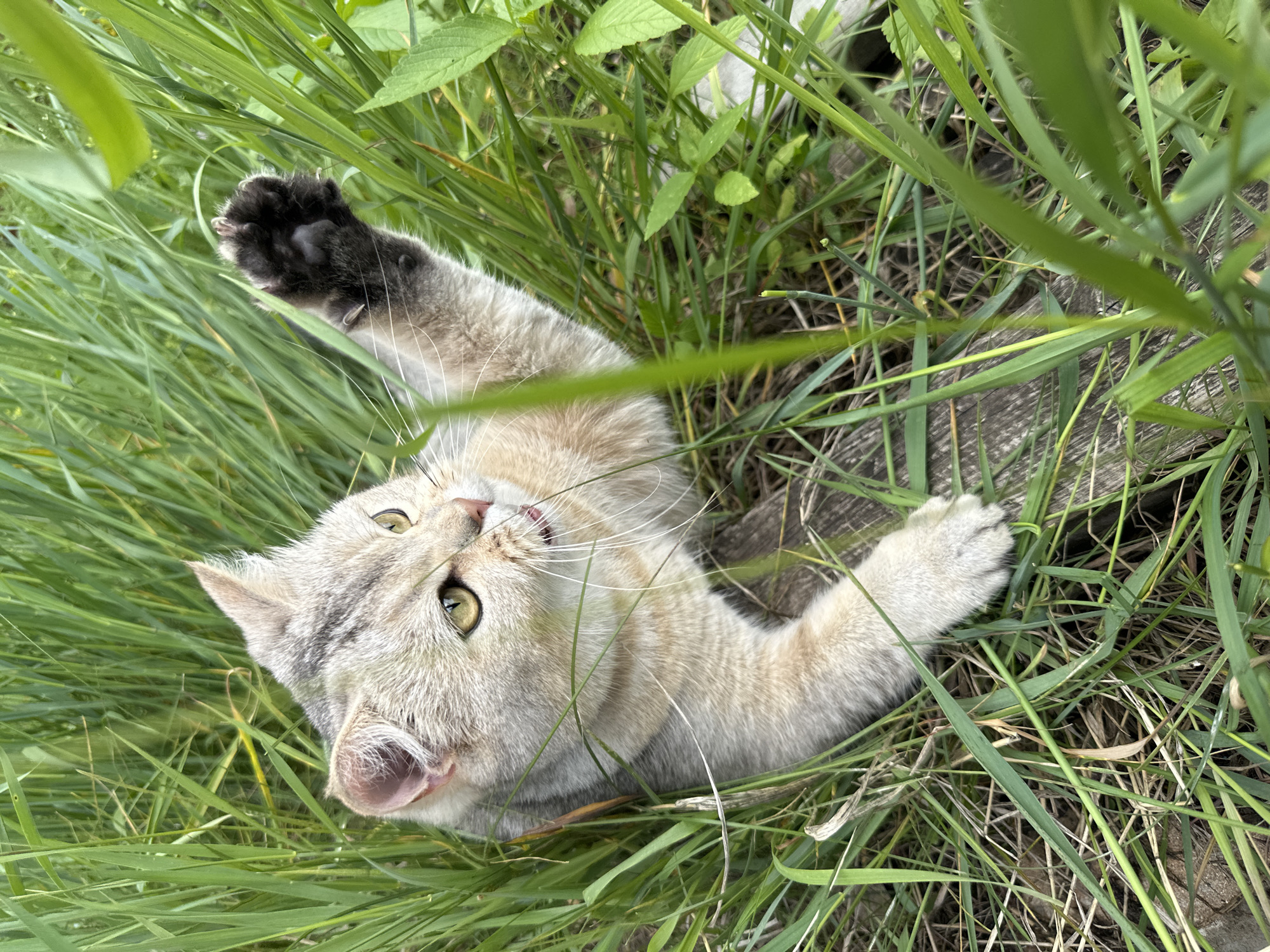 A light brown and grey colored cat is playing in tall green grass. The cat is lying on its side with its front right paw extended upwards, as if swatting at something. Its mouth is slightly open, and its tongue is visible. The cat's eyes are wide and focused. The grass is dense and covers most of the frame, with some blades obscuring the cat's body. A piece of weathered wood is visible beneath the cat.