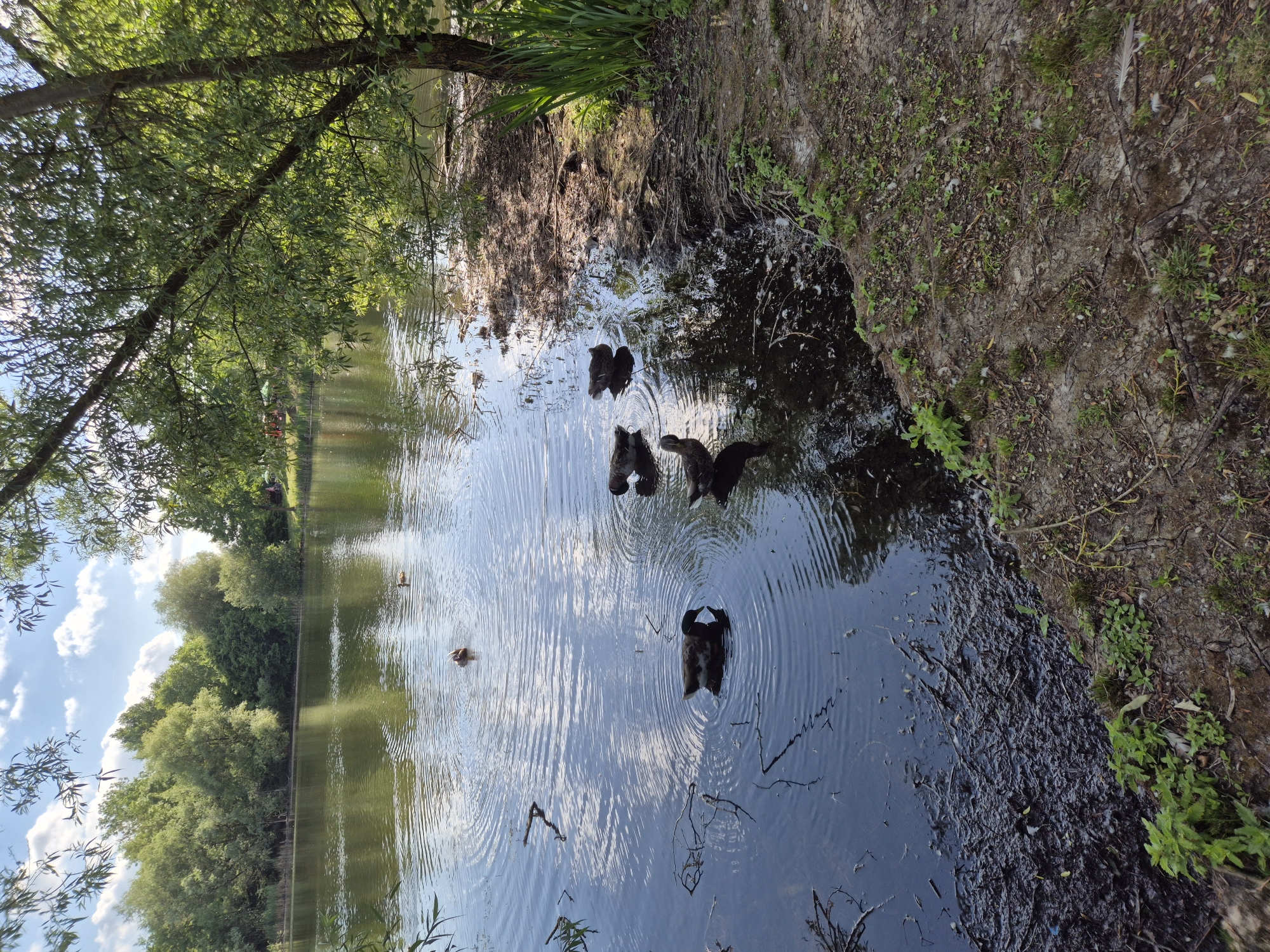 This image depicts a natural body of water, possibly a pond or small lake, within a verdant environment in Ergolding, Germany, under a partly cloudy sky. The water's surface exhibits concentric ripples and reflects the sky's white clouds.
In the foreground, the water on the left is dark with floating debris, including twigs and leaves. Near the immediate right bank, the water is clearer, reflecting sunlight, revealing roots along the waterline. The bank itself consists of exposed soil, patches of short green vegetation, and scattered light-colored debris, including what appear to be feathers. A tree branch with green leaves extends from the upper right, partially obscuring the view of the water.
Five ducks are visible in the water. One duck, located in the mid-left foreground, has dark plumage with a white underside and its head submerged, creating a visible ripple pattern. Two other ducks are positioned closer to the right bank, partially submerged in the shallower water. A fourth duck, lighter brown, is further out in the mid-ground, facing away from the viewer. A fifth smaller duck is visible in the upper mid-ground, further to the right.
The far bank is densely lined with mature green deciduous trees, which cast reflections onto the water. In the extreme upper right background, beyond the trees, faint red and green structures, possibly parasols or tents, are visible, along with indistinct figures suggesting human presence in a recreational area. The overall scene is illuminated by natural daylight, indicated by shadows cast on the water near the right bank.