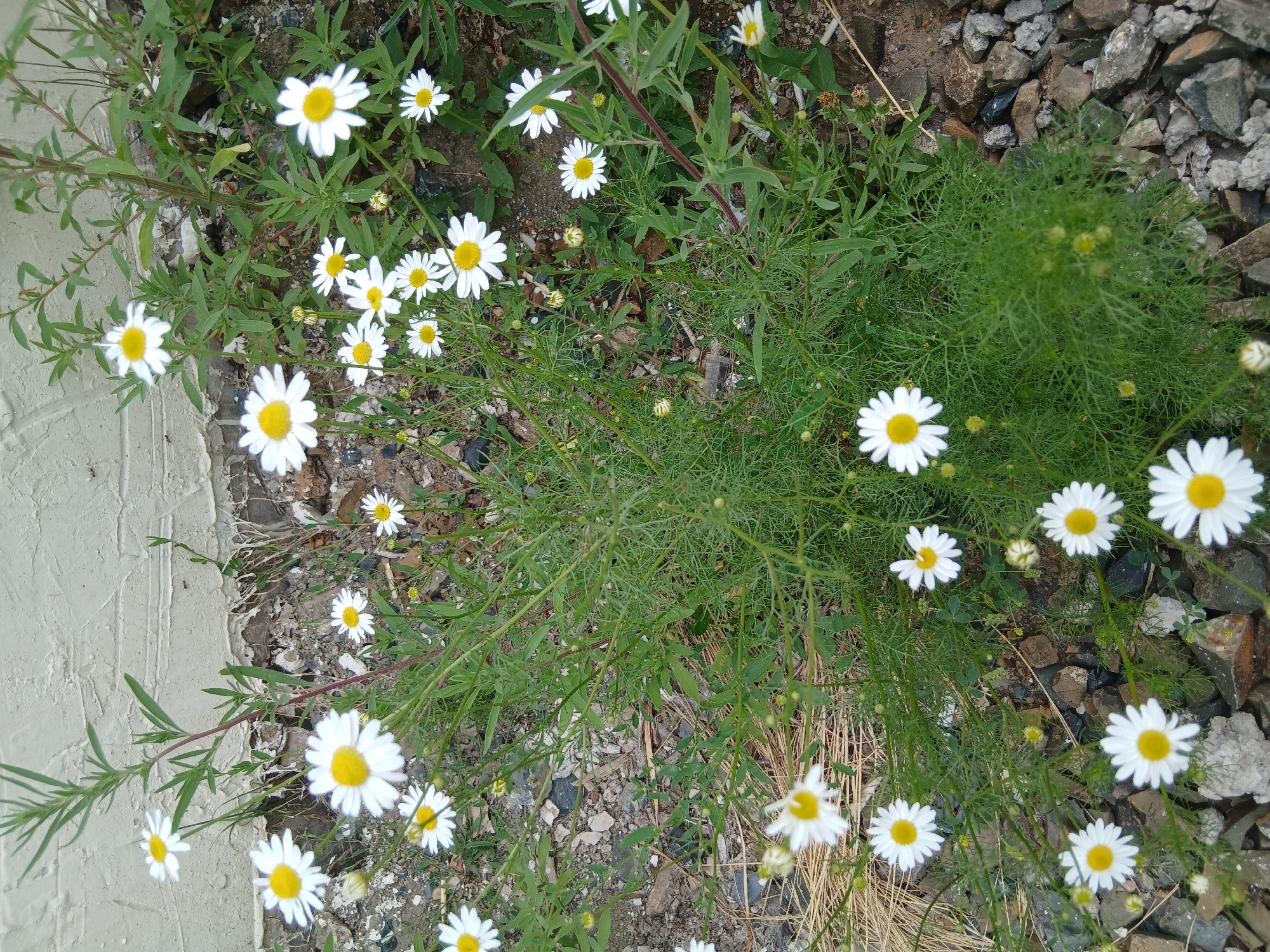 The image captures a patch of daisies growing near a textured, light-colored wall, possibly a building exterior. The daisies, with their white petals and yellow centers, are the primary subjects, scattered amongst green foliage and a ground cover of small stones and dirt. The environment appears natural, with a hint of an urban setting suggested by the wall. There are no people or animals visible in the scene. The lighting is even, indicating an overcast day or shaded area. The overall impression is one of simple, natural beauty. The location is identified as Astana, Kazakhstan.