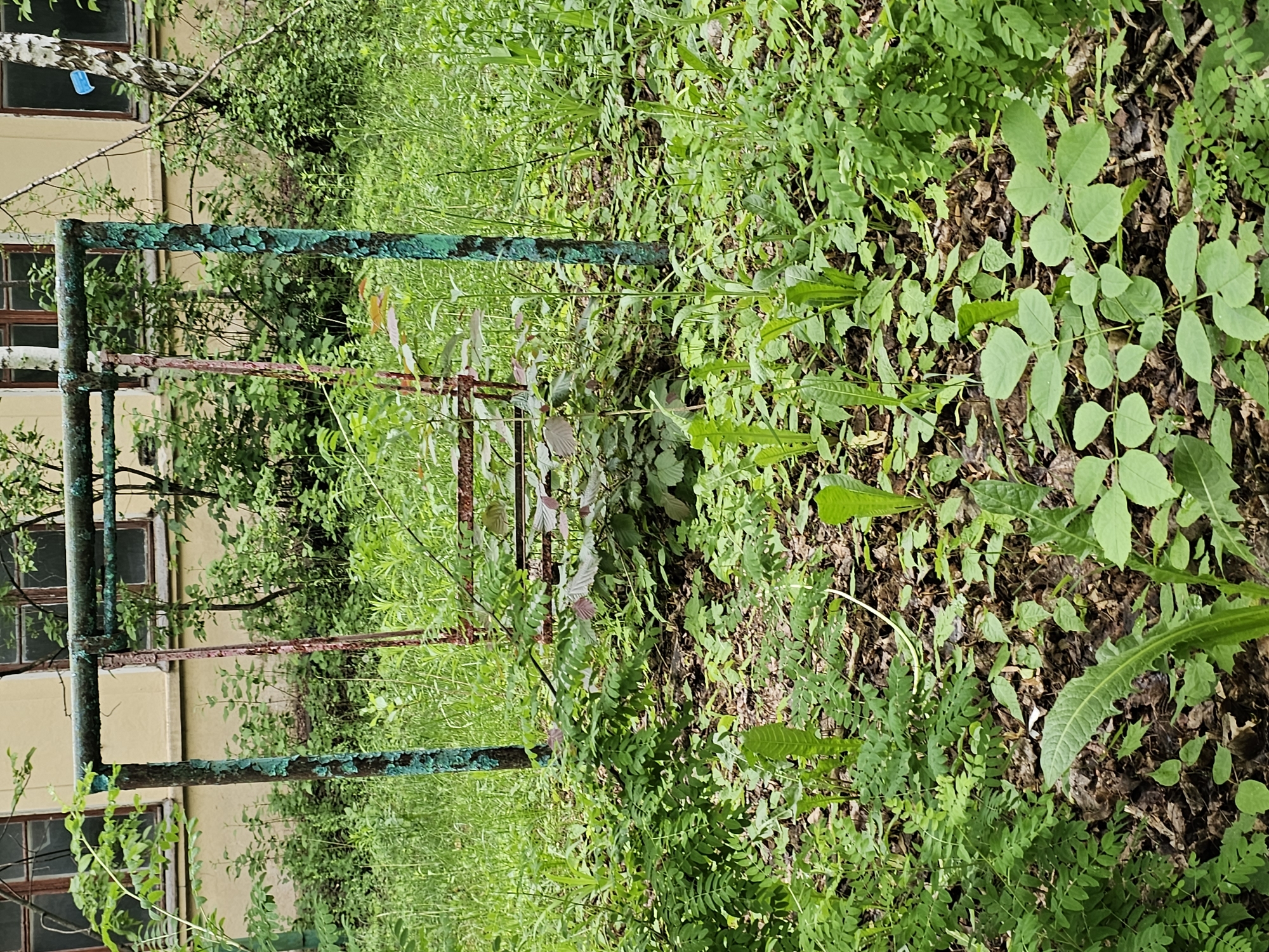 The image presents an overgrown, neglected area in Khimki, Russia. An old, dilapidated metal structure stands amidst dense vegetation, suggesting a lack of maintenance. The structure's rusted metal frame and peeling green paint indicate significant weathering and age. A multi-story building with windows is partially visible behind the structure, hinting at the surrounding urban environment. The ground is covered with various types of green plants, leaves, and debris, obscuring the ground surface. The general atmosphere suggests a state of abandonment and decay.
