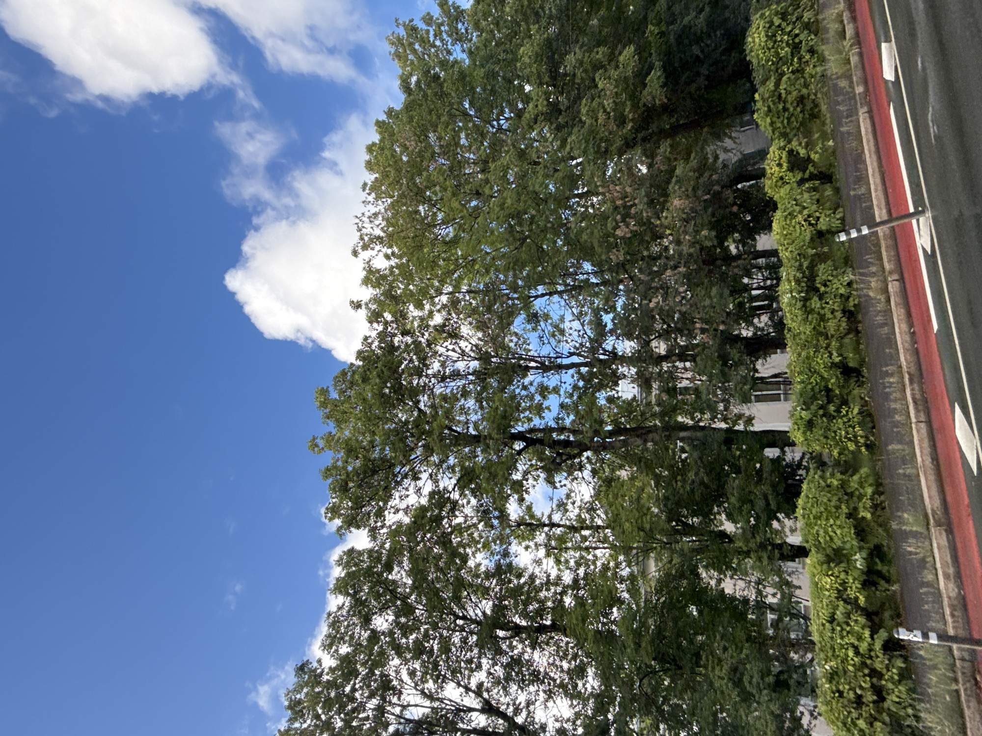 The image shows a street scene with trees, a sidewalk, and a road. The sky is blue with some white clouds. The trees are tall and green, with sunlight filtering through their leaves. There are buildings visible behind the trees. A red and white striped curb separates the sidewalk from the road, and there are white lines painted on the road, indicating lanes and possibly a pedestrian crossing. A black and white striped bollard is also visible on the sidewalk. The overall impression is that of a sunny day in a city, possibly in Europe given the location context. There is no visible text in the image.
