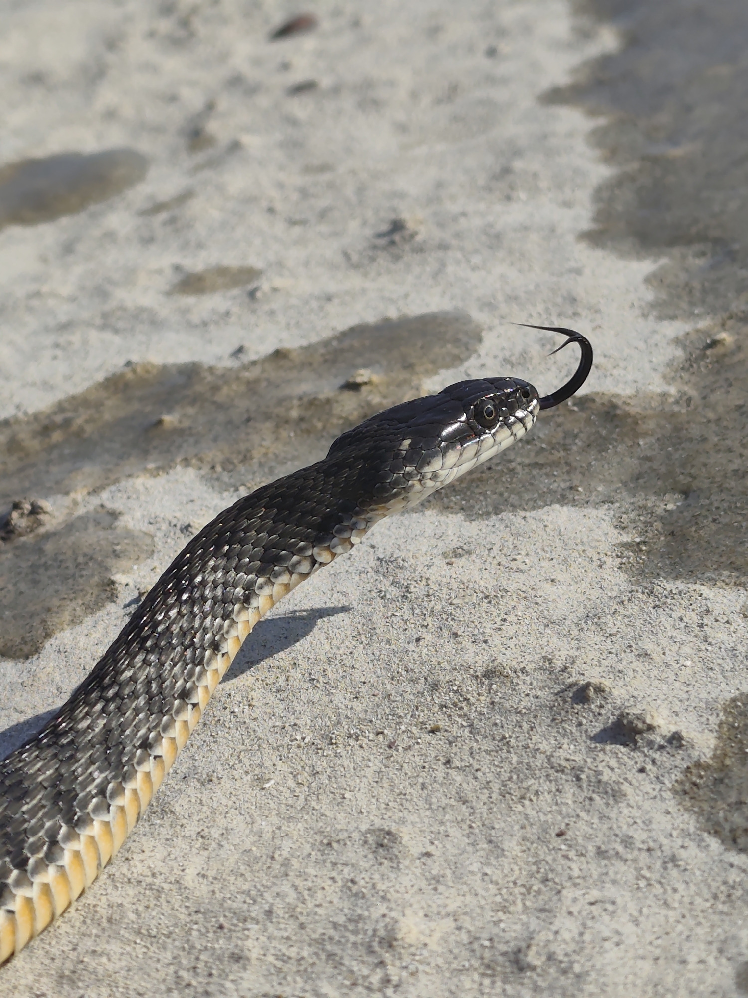 A black and yellow snake is on sandy ground. The snake's head is raised and its black forked tongue is flicking out of its mouth. The snake's scales are visible, and they are a mix of black and yellow. The sandy ground is a light brown color and there are some dark patches on it, possibly from water or shadows. The image is taken from a close-up perspective, focusing on the snake. The environment appears to be a natural outdoor setting, with no indication of urban or city features, and therefore no specific location in Saiyn Şapağatov, Kazakhstan can be determined.