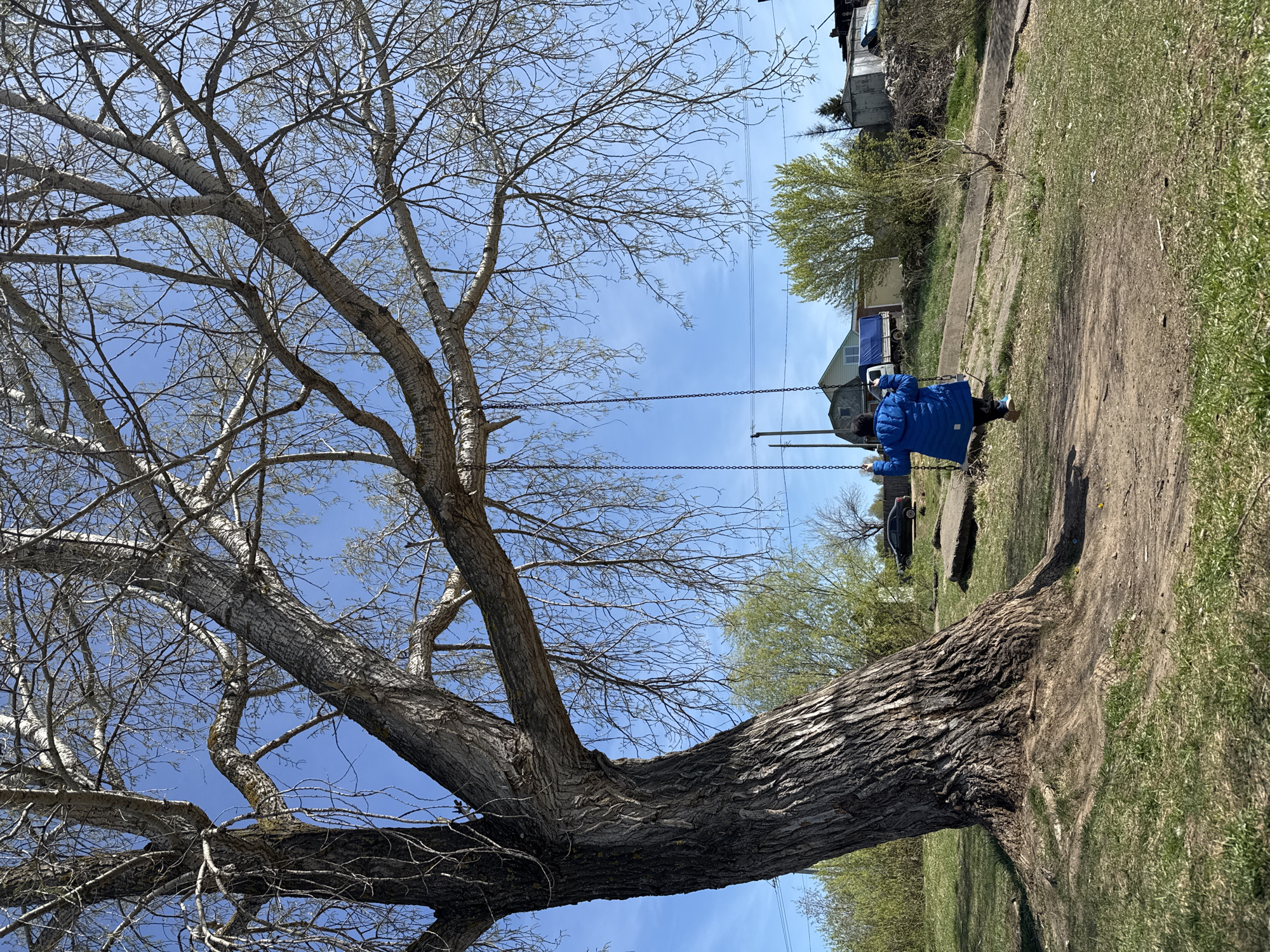 A daytime shot depicts a child swinging from a large tree in Chaikovsky, Russia. The child, wearing a blue jacket, is on a metal swing suspended from the tree's branches. The tree has a thick, gnarled trunk and many bare branches reaching up to a clear blue sky. A path and green grass surround the base of the tree. In the background, there is a building and another tree.