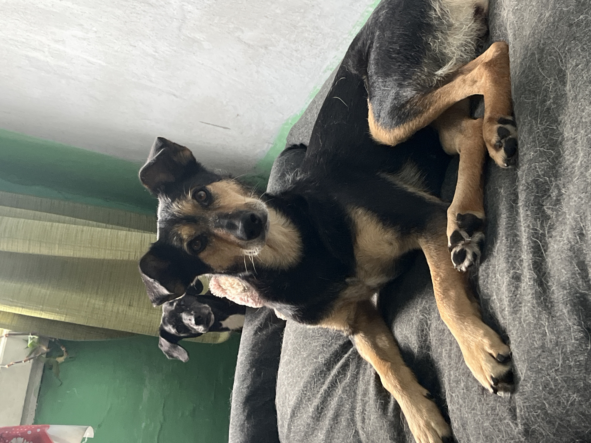 Two dogs are resting on a dark gray blanket. The dog in the foreground is a medium-sized black and tan dog lying on its side with its head turned towards the camera. It has floppy ears and light brown eyes. A pink accessory is attached to its collar. The dog behind it is smaller, black and white, and also looking at the camera. They are indoors, with a green wall and a draped curtain visible in the background. There are no people or indications of the city of Nizhny Tagil, Russia in this image.