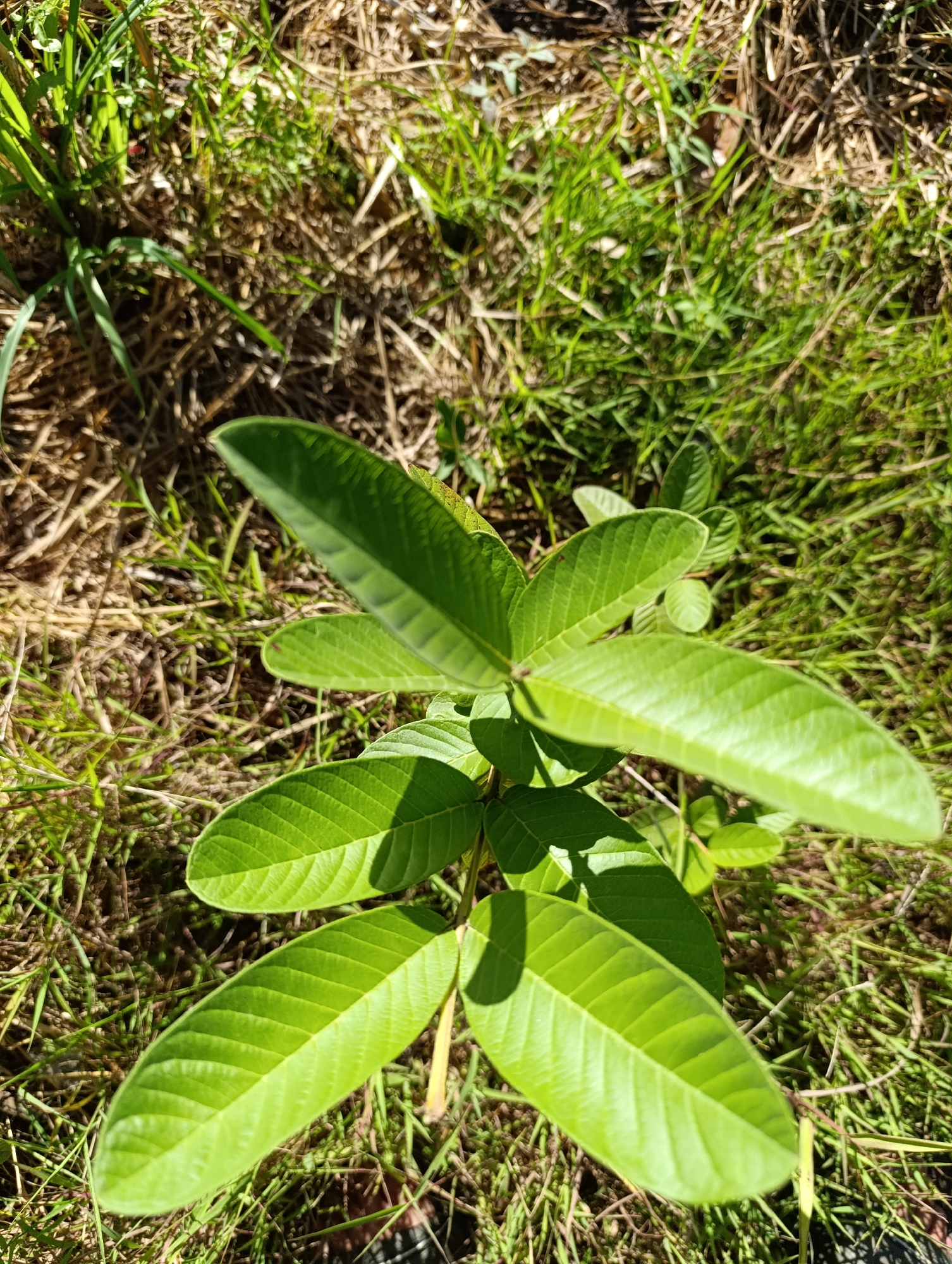 A top-down, slightly angled, medium shot captures a small plant with vibrant green leaves. The plant's leaves are oval-shaped with prominent veins and are arranged in opposite pairs. The background consists of dry, brown grass and some sparse green blades, suggesting an outdoor environment that may be dry or recently mowed. The lighting is bright, casting shadows on some of the leaves. There are no people or animals visible in the image. The scene is in an unspecified outdoor location.