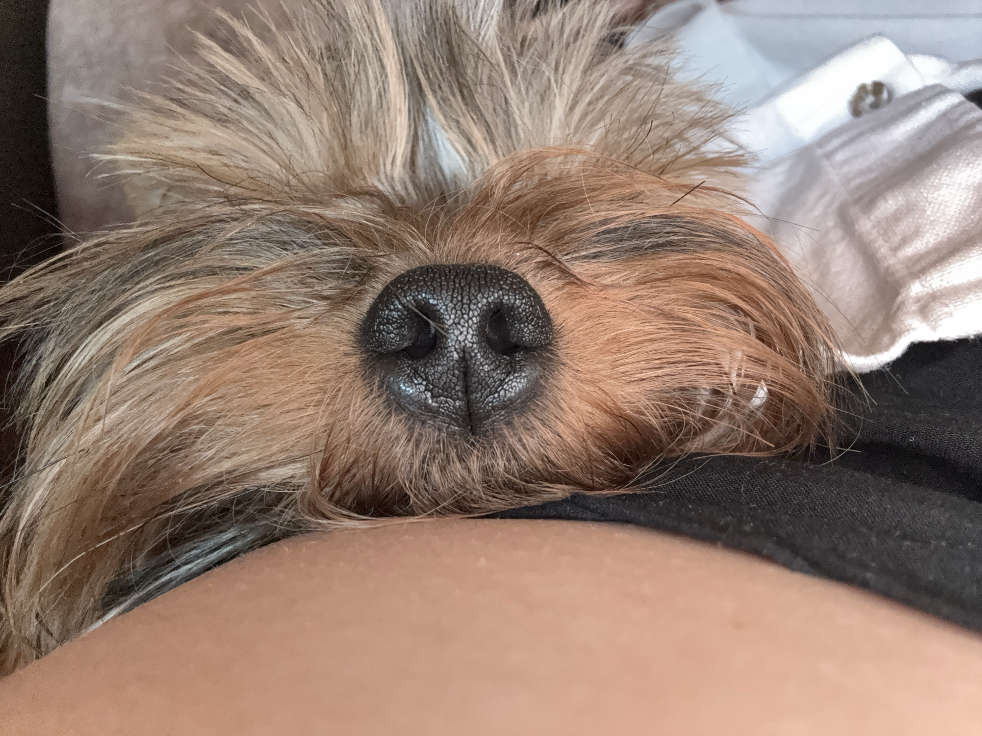 A close-up shot depicts the face of a dog, likely a Yorkshire Terrier, resting on a person's bare skin, probably an arm or leg. The dog's fur is a mix of brown and light blonde. Its nose is black, textured, and occupies the center of the frame. A portion of a white collared shirt is visible in the background. The person's skin is light-toned. The image's focus is primarily on the dog's nose.
The city mentioned, Valchedram, Bulgaria, is not evident or inferable from the provided image.
