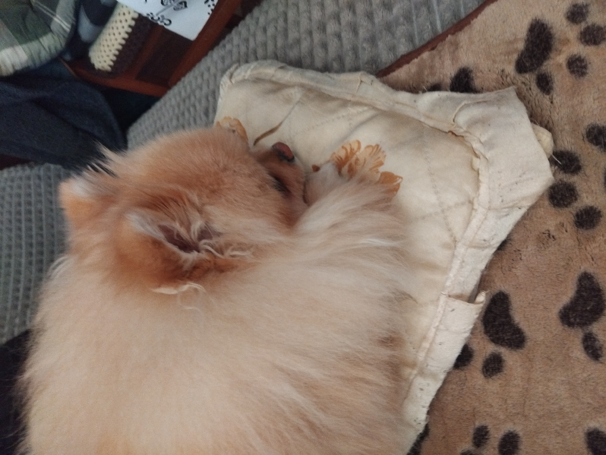 A tan Pomeranian dog is lying on a cream-colored pillow with a stitched edge, on a brown blanket with black spots, in an indoor environment. The dog is positioned with its head resting on the pillow, and one paw is visible near its head. Parts of a gray textured surface and other soft items are visible in the background. The specific location within Apriltsi, Bulgaria, cannot be determined from the image.