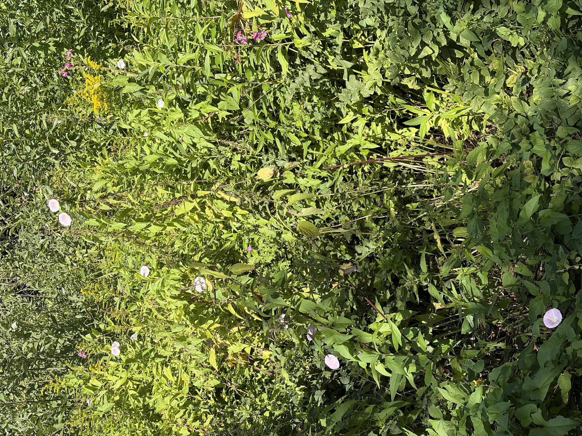 A sun-dappled, dense thicket of green foliage, predominantly tall leafy plants and vines, is illuminated by natural light. Scattered throughout the undergrowth are several pale pink, trumpet-shaped flowers and a cluster of bright yellow flowers. The scene appears to be an outdoor natural setting, possibly a park or overgrown garden in Khimki, Russia, with no people or discernible human activity present. The overall impression is one of wild, untamed vegetation.