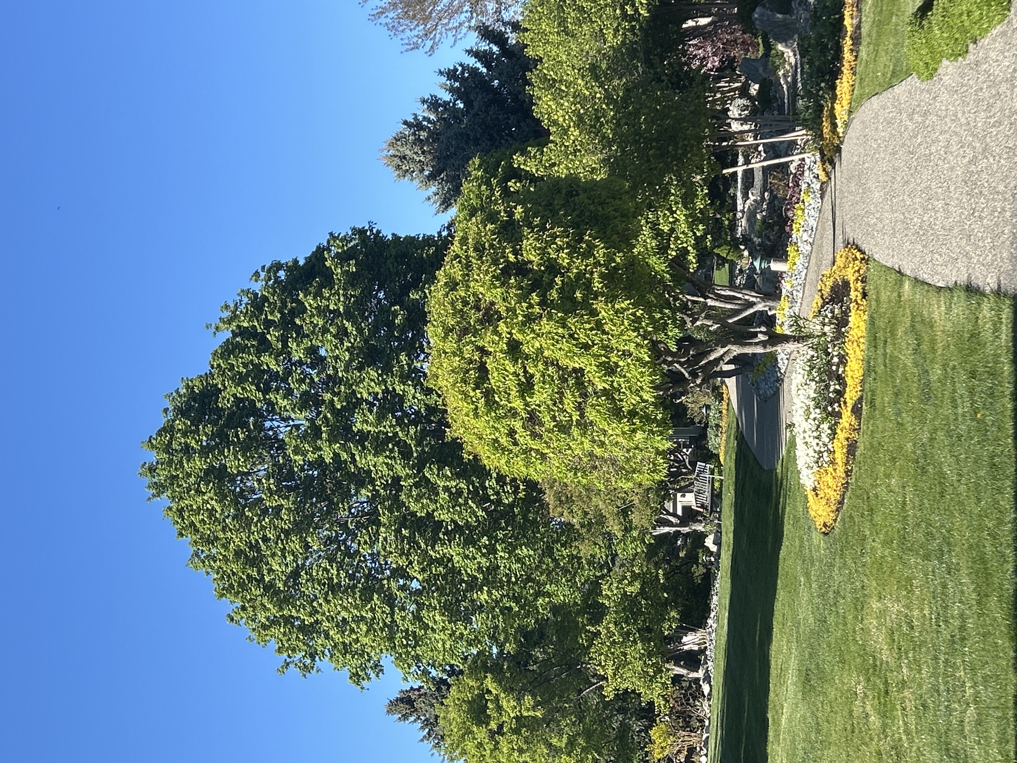 The image shows a scene in a park-like setting, likely in Kelowna, Canada, as indicated by the prompt. The view encompasses lush green lawns bordered by flowering plants, primarily yellow and white, alongside a paved walkway. Several trees with full, green foliage are visible, some casting shadows on the grass. A section with rocks and vegetation suggests a natural garden feature. A clear, blue sky is the backdrop. No people or actions are directly observable in the frame.