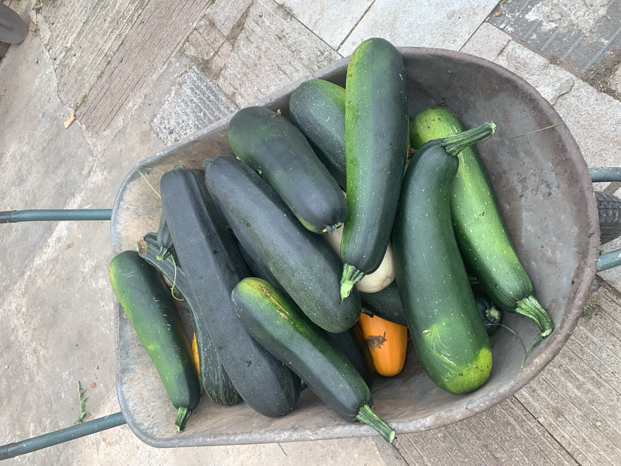 A top-down, slightly angled shot shows a wheelbarrow filled with an abundance of fresh zucchini. The wheelbarrow itself is weathered and metallic, sitting on a paved surface that appears to be a pathway or patio. The zucchini are varied in size and shade, with most being dark green and elongated, while a few are lighter green and one is distinctly orange, possibly a different variety or an overripe specimen. Some zucchini exhibit slight imperfections or natural markings. The overall impression is one of a bountiful harvest, likely from a garden, ready for transport or storage. The background suggests an outdoor setting with muted, natural light. The specific location in the city of Карманово, Russia, cannot be determined from the visual information provided.