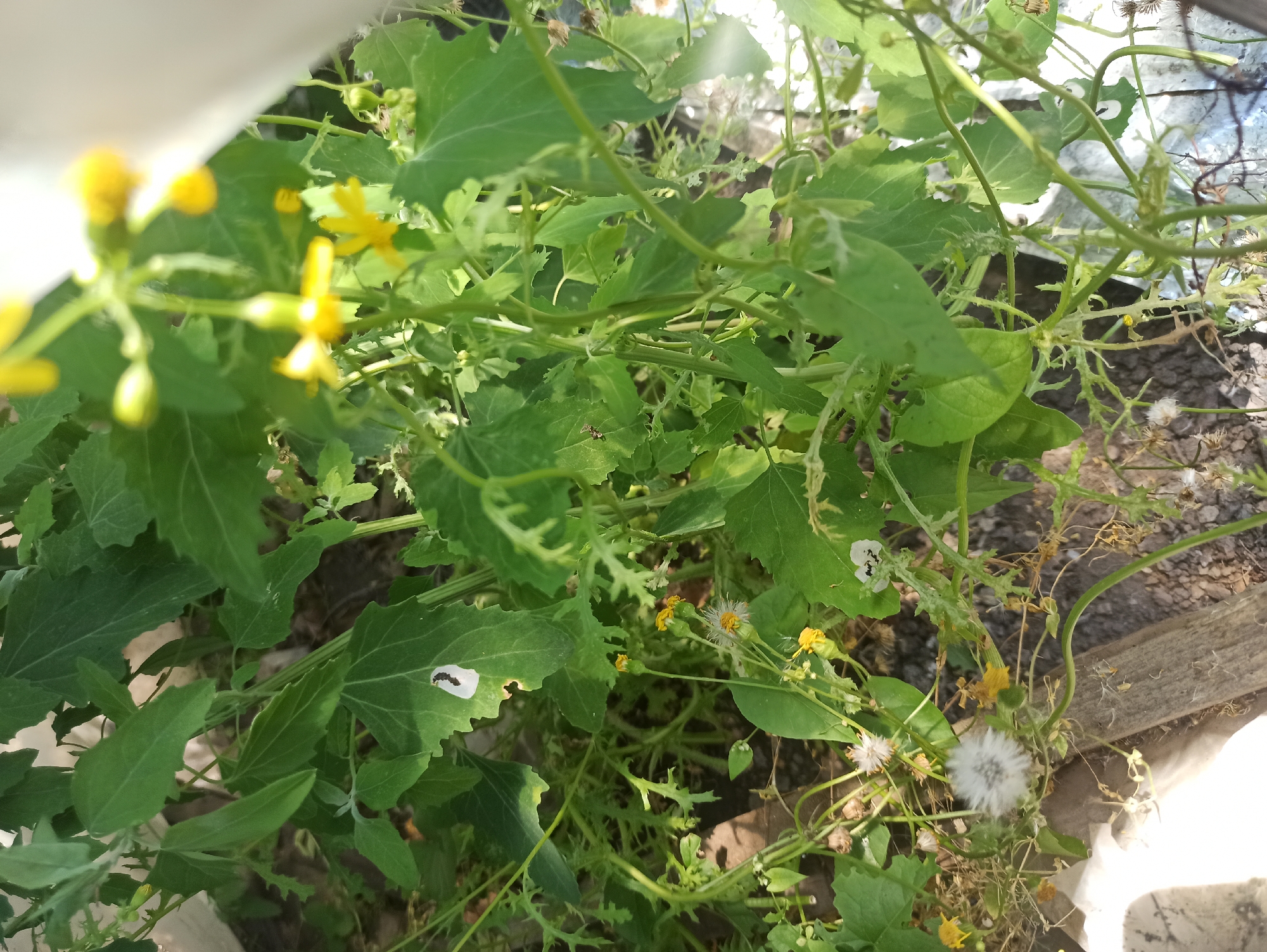 This is a close-up, eye-level, medium shot photograph of overgrown vegetation, likely in a backyard or neglected urban green space in Kryvyi Rih, Ukraine. The scene is dominated by large, green, leafy plants with thin, woody stems. There are small yellow flowers and some fluffy white seed heads visible. Several leaves show signs of damage, with holes and chewed edges. One leaf in the mid-ground has a dark, comma-shaped insect or caterpillar with white markings on it. Another leaf to the left also exhibits a similar dark marking. The ground is covered with dirt, gravel, and some dry vegetation. A wooden plank is visible in the lower portion of the frame, partially covered by a white tarp or plastic sheeting. The lighting suggests it is daytime, with some dappled sunlight. The overall impression is one of untamed, natural growth within an urban setting.