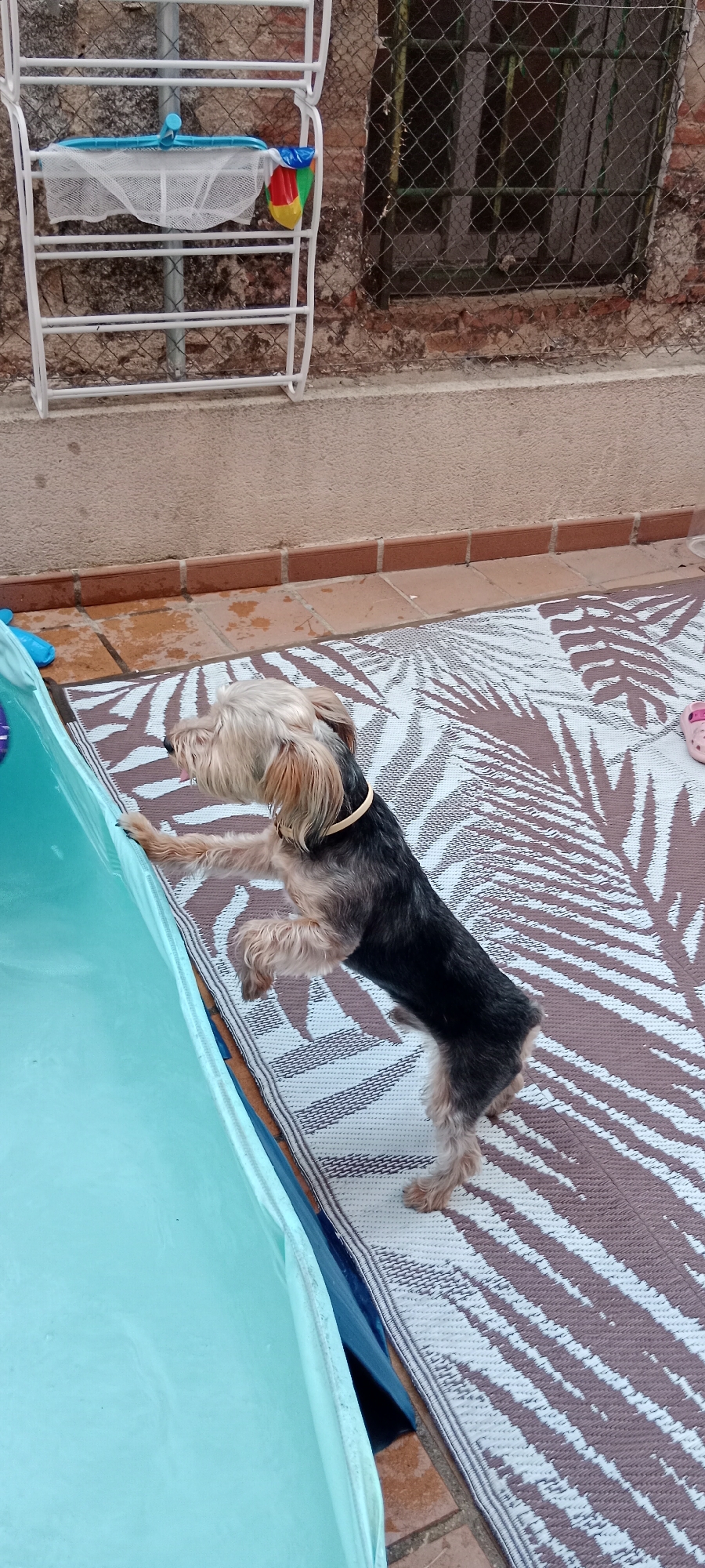 The image shows a Yorkshire Terrier dog standing on its hind legs, reaching up to touch a bright teal-colored object, possibly a slide or inflatable pool edge. The dog is on a patterned mat with a tropical leaf design. The background includes terracotta tiles, a textured wall, and a white wire rack with a blue net and colorful plastic toys. The scene appears to be an outdoor space, likely a patio or backyard in Galapagar, Spain, given the context. The dog is wearing a light-colored collar.
