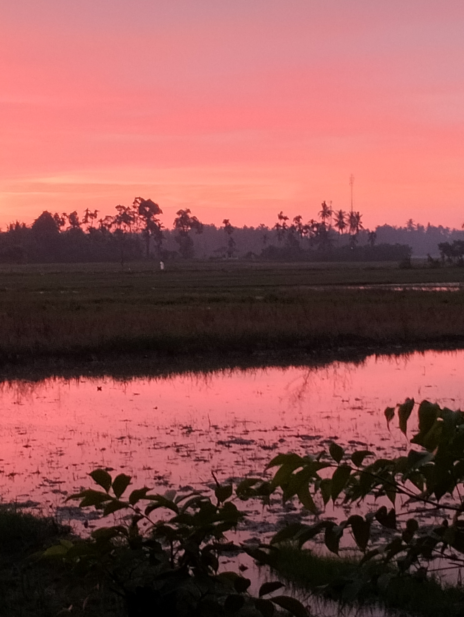 This is a photograph taken at dusk in the village of Meunasahalue, Indonesia. The sky is a vibrant gradient of pink and orange hues, indicative of a sunset. In the middle ground, silhouetted trees and a radio tower stand against the colorful sky. A vast expanse of what appears to be a rice paddy field, partially flooded, occupies the lower portion of the image. The water reflects the pinkish tones of the sky, creating a soft, diffused mirror effect. In the foreground, dark green foliage, likely from bushes or small trees, is visible, casting shadows on the water. There are no people clearly discernible in the image, but a small, white, human-like figure is faintly visible in the rice paddy field, towards the left side of the image.