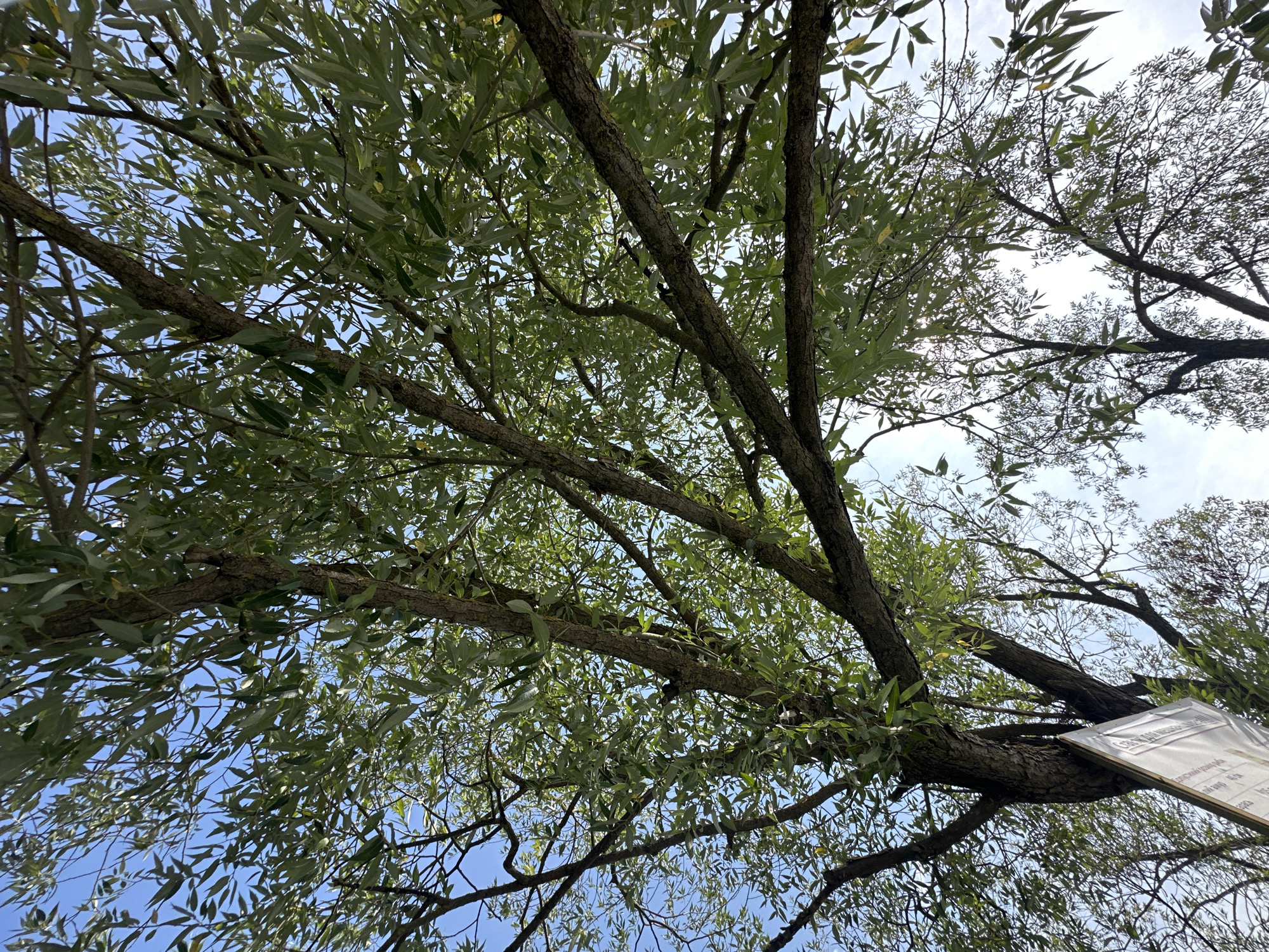 The image shows a low-angle view looking up into the branches of a large tree with green leaves against a bright blue sky. The tree has a thick, textured trunk and several thick branches extending outwards. The foliage is dense, with many leaves obscuring the sky. In the lower left corner, a portion of a white sign with some text and images is visible, partially obscured by the tree's trunk. The sign appears to be made of a rigid material, possibly wood or plastic. The overall setting suggests an outdoor environment, likely a park or a natural area. There are no people visible in the image. The provided context states the image is from Makiv, Ukraine.