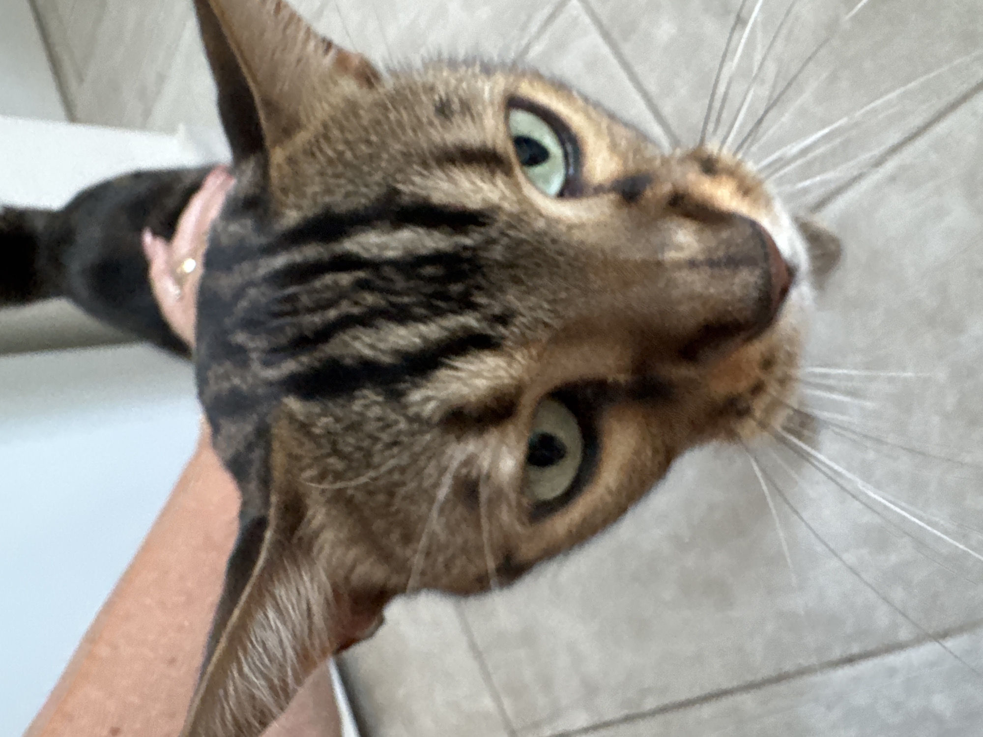 The image shows a close-up, high-angle view of a tabby cat's face. The cat has green eyes and black stripes on its forehead and ears. A person's arm and hand, wearing a ring, are visible petting the cat from behind. The background consists of a tiled floor and a white wall. The cat appears to be indoors.