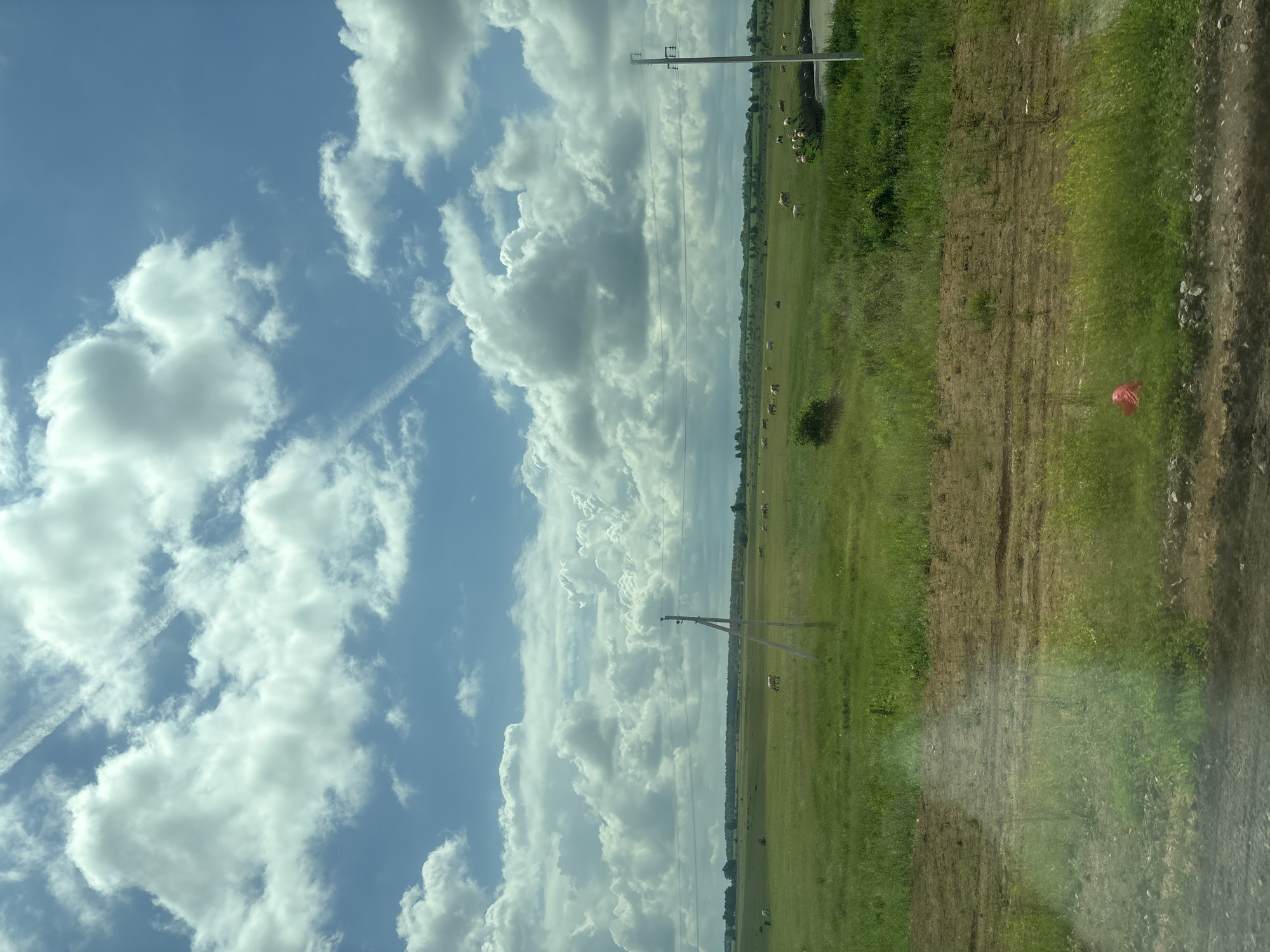 The image depicts a vast, green field under a partly cloudy sky. In the distance, a herd of cows grazes peacefully. Two utility poles with power lines are visible in the middle ground. A dirt path runs through the foreground, with scattered patches of green grass and some rocks. In the lower right portion of the foreground, a bright red plastic bag is visible amongst the grass. The overall scene is one of rural tranquility in an agricultural landscape, likely in or around Таймурзино, Russia, given the context provided.