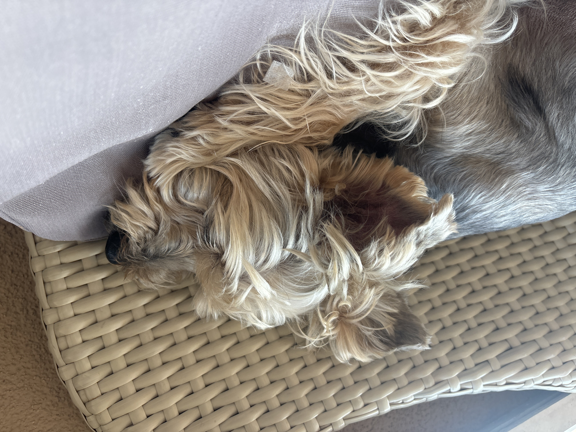 The image shows a close-up of a small dog, likely a Yorkshire Terrier, sleeping on a cushioned surface. The dog's fur is a mix of gray and tan, with longer, lighter colored fur around its face and paws. The dog is lying on its side with its head tucked into its body. The background features a woven wicker-like material, possibly from a piece of furniture, and a beige textured surface. There is no indication of the city of Budva, Montenegro, or any urban environment in the image.