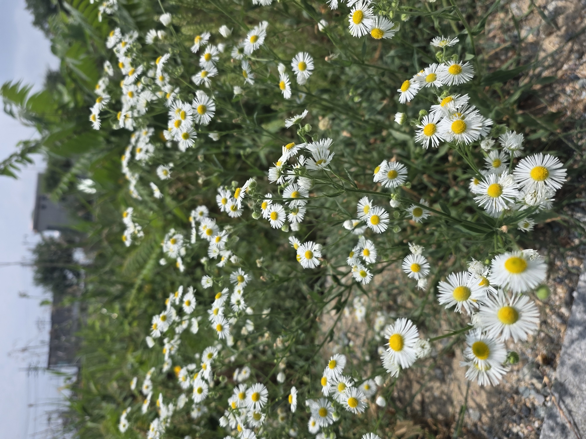 The image shows a field of white and yellow daisies with green foliage in the background. A few buildings and a utility pole are visible in the distance, suggesting an urban or suburban setting. The ground appears to be a mixture of dirt and gravel. The image is taken from a low angle, focusing on the flowers. The sky is overcast. There are no people or animals present in the image. This scene is likely located in a rural or semi-rural area within Anseong-si, South Korea, possibly a park or roadside verge.