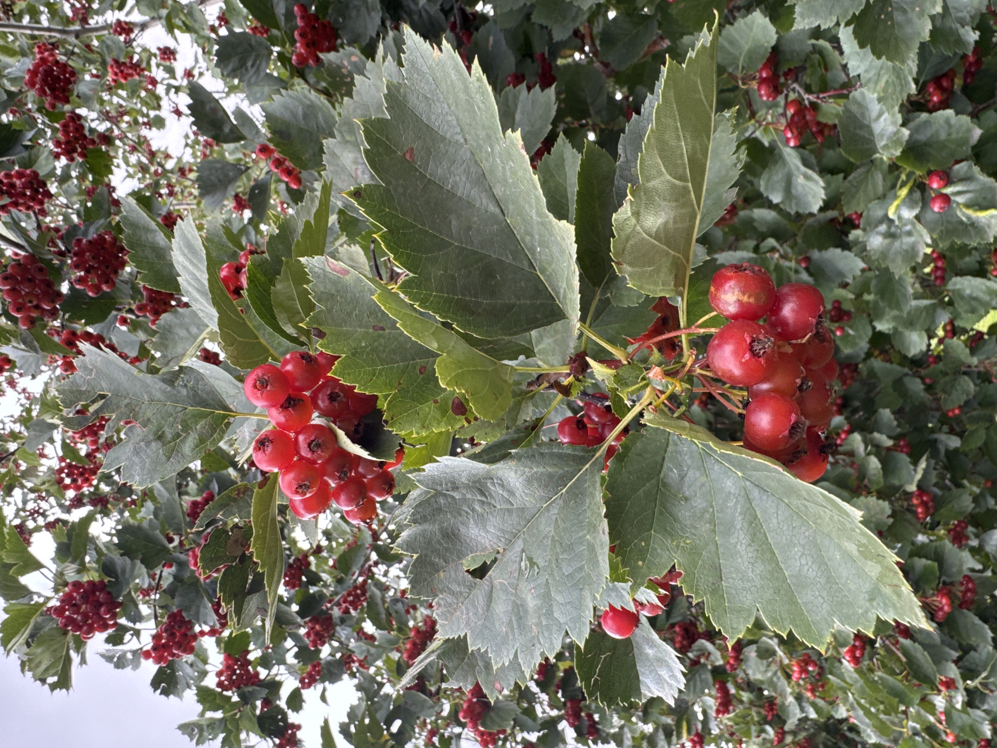 An outdoor, low-angle, full shot captures a close-up view of a hawthorn tree laden with bright red berries and green, lobed leaves. The berries are clustered together, some appearing as tight bunches, while others hang individually. The leaves exhibit a rough texture with serrated edges and show signs of minor discoloration, with some brown spots visible. The background is filled with more of the tree's foliage and berries, creating a dense, natural scene. The sky is overcast and light, suggesting a cloudy day. The location is an unspecified natural area within the city of Ufa, Russia. There are no people or animals visible in the image.