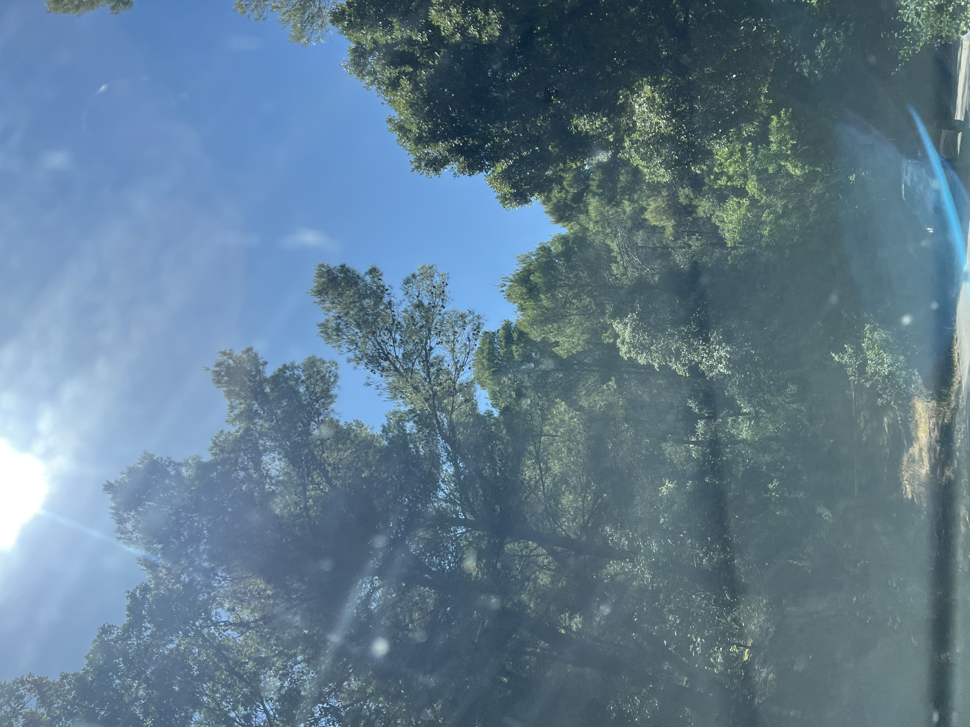The image depicts a sun-drenched forest scene, likely from a moving vehicle given the lens flares and slight blur. Tall, green trees with dense foliage dominate the frame, interspersed with patches of bright blue sky. Sunlight streams through the trees, creating a dappled effect. In the foreground, a road is visible, with a dark-colored vehicle partially obscured by lens flares and foliage. The environment suggests a natural, possibly mountainous area, consistent with the topography around Mattinata, Italy, which is known for its lush Mediterranean vegetation and coastal roads. There are no people clearly visible in the image. The scene is peaceful and serene, with the natural beauty of the forest taking center stage.