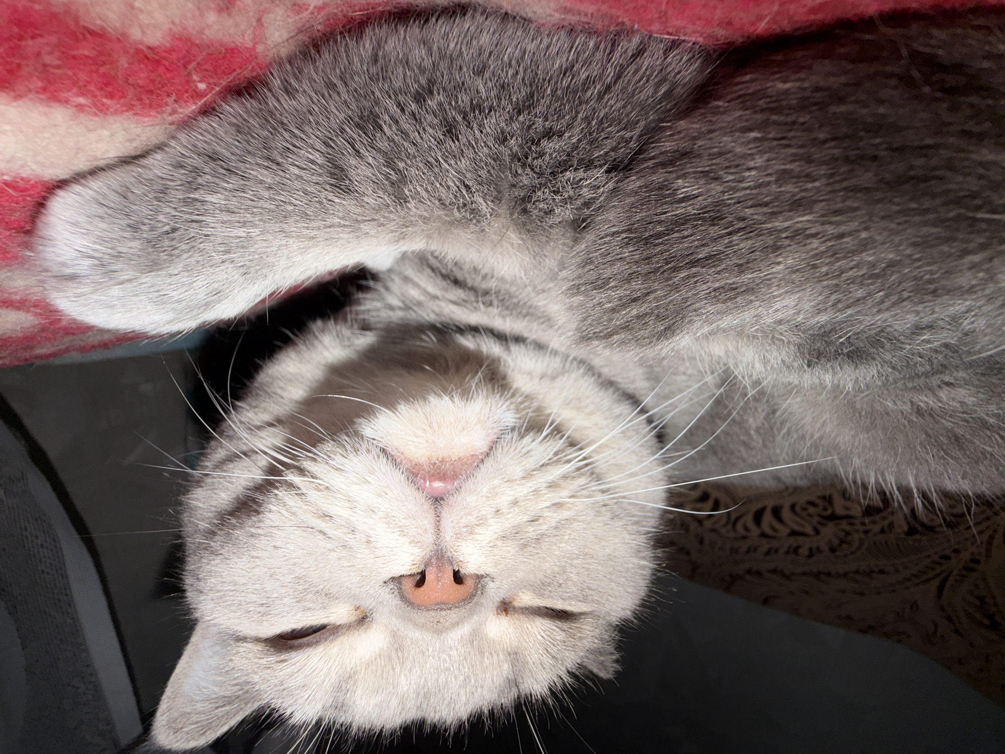 This overhead close-up shot captures a light grey and white tabby cat resting or sleeping indoors. The cat's head is oriented upside down in the frame, with its eyes gently closed, indicating a state of peace and relaxation. Its soft pink nose and long, white whiskers are prominent features. The fur exhibits a gradient of light grey, white, and darker grey tones. A single paw, covered in similar fur, is visible in the upper left portion of the image.
The cat appears to be partially nestled against or under a red and white striped or patterned blanket, which frames the upper left and top edges of the image. A dark, undefined surface is visible beneath the cat's head, while a shadowed patterned fabric, possibly with a paisley or floral design, can be seen to the right of its face. The scene is brightly lit, highlighting the intricate details of the cat's fur. The setting is an indoor environment, with the provided context indicating the location is Perm, Russia. There is no visible text in the image.