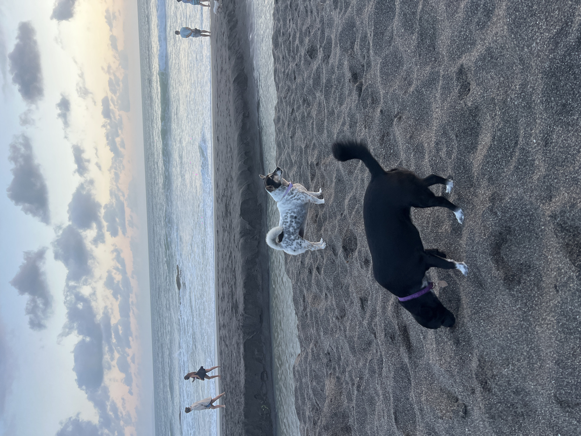 Two dogs stand on a black sand beach at sunset in Mengwi, Indonesia. A white and grey spotted dog with a collar looks upward, while a black dog with white paws and a purple collar faces away from the camera. People stroll along the shoreline. The sky is a mix of blue, white, and grey clouds. The ocean waves break near the beach.