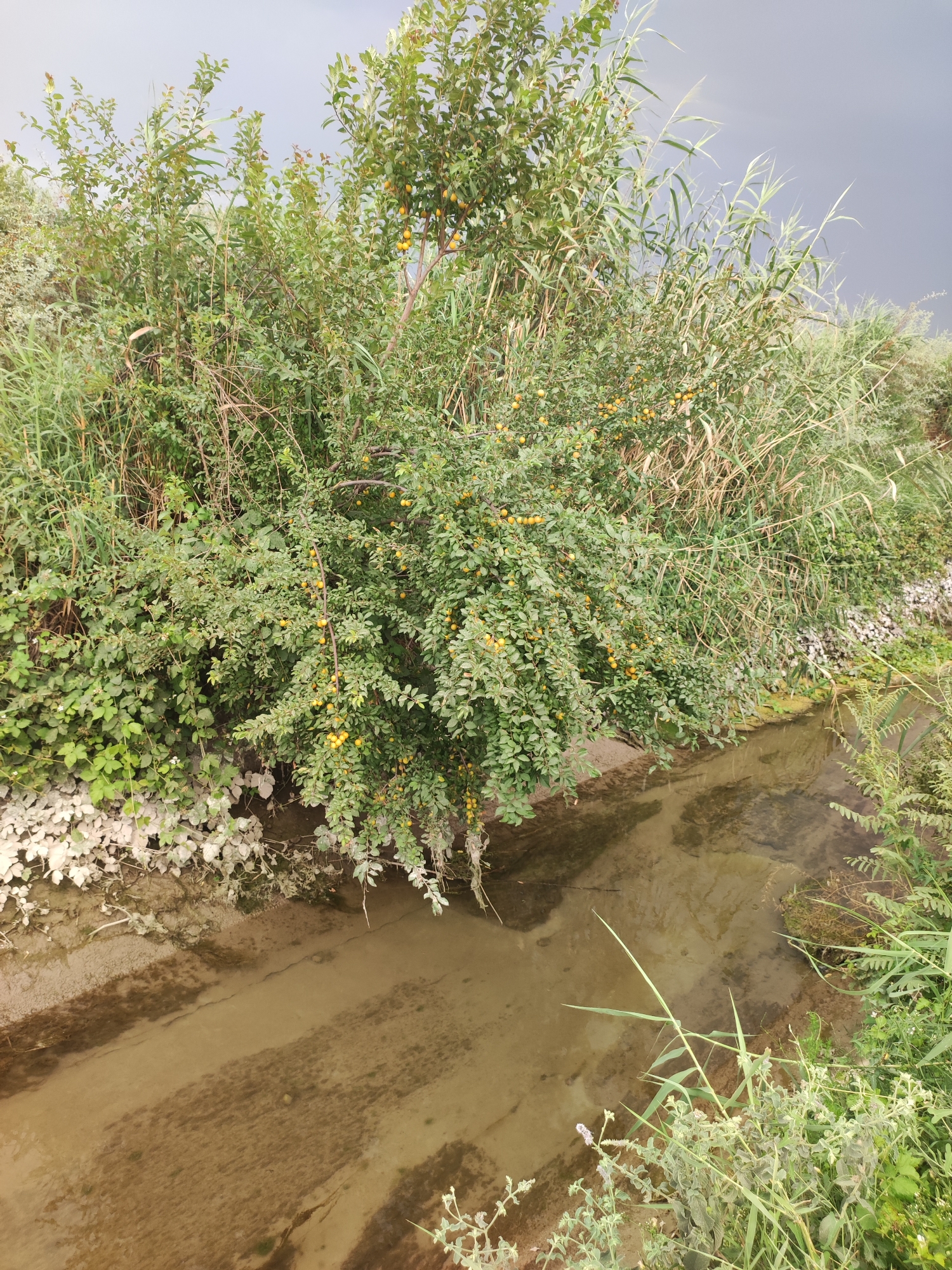 An outdoor, eye-level shot captures a small, muddy stream flowing through a verdant area. The stream has a sandy bottom with some visible sediment patterns. On the left bank of the stream, large rocks and white pebbles form a foundation for lush green foliage, including vines with small white flowers. A mature tree, laden with small, yellow, plum-like fruits, overhangs the stream, its branches reaching towards the water. The surrounding vegetation is dense, with a variety of green leaves and tall, reedy grasses. The sky above is overcast with dark, dramatic clouds, hinting at impending rain. The scene is located in the city of Pakhtachi, Uzbekistan.