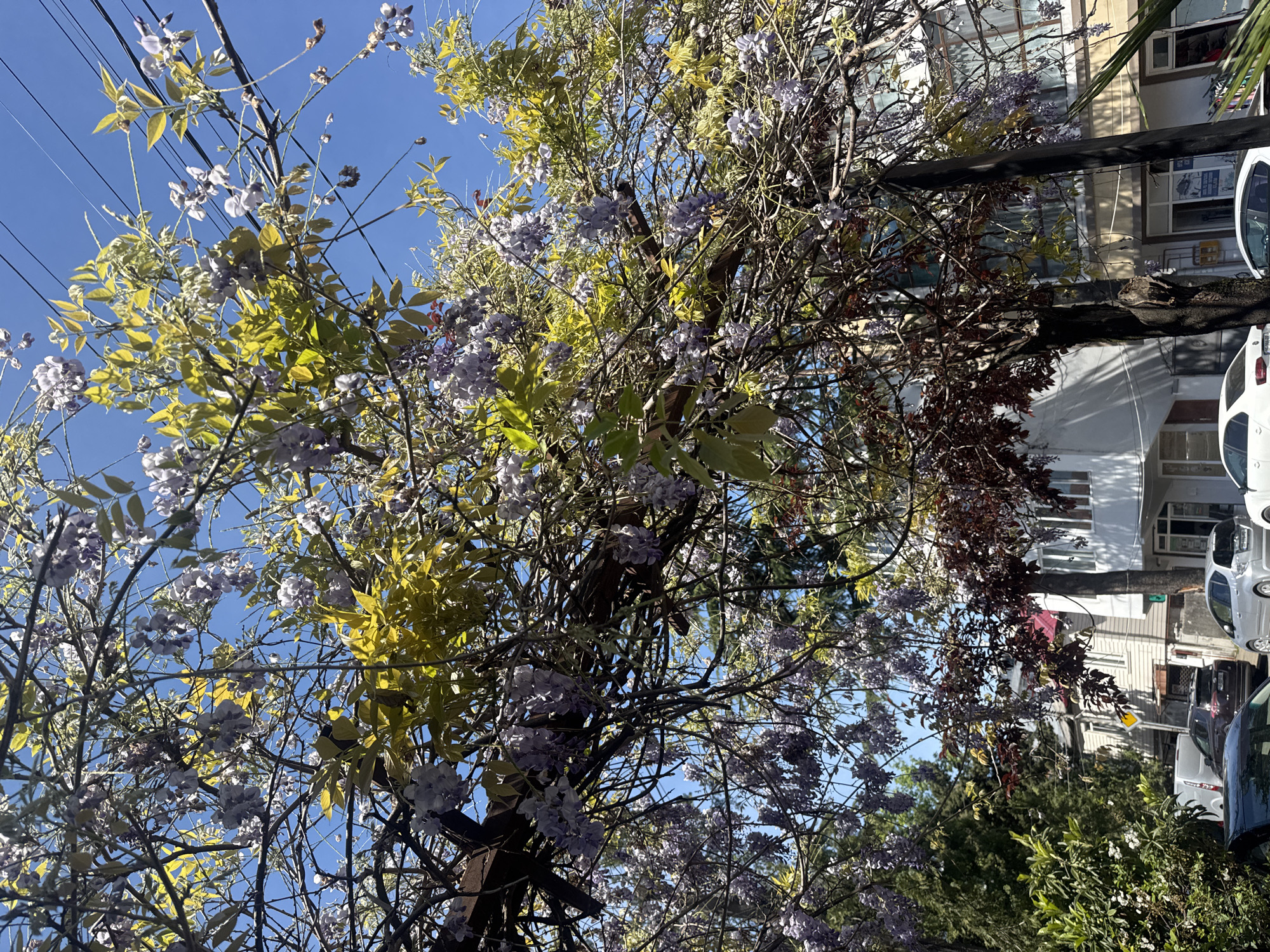 The image depicts a Wisteria vine laden with purple flowers, climbing a dark wooden support structure in an urban environment. The vine also has yellow-green foliage scattered amongst the blossoms. The bright blue sky is visible through the branches. Power lines are also present. In the background, buildings and parked cars suggest a residential or commercial area in an unidentified city. The perspective is from a low angle, looking upwards.
