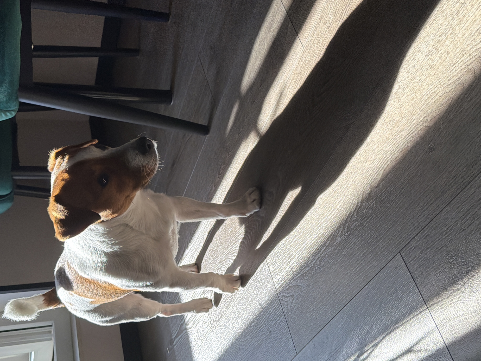A Jack Russell Terrier stands on a wooden floor, illuminated by strong sunlight casting dramatic shadows. The dog, predominantly white with brown markings on its head and back, is positioned in the center of the frame, facing slightly to the right with its head turned towards the camera. Its tail is held high and curved. The floorboards are a light, neutral wood with a visible grain pattern. In the background, out of focus, are the dark legs of chairs and a hint of a green upholstered seat, suggesting an indoor domestic setting. The strong directional light creates sharp contrasts and highlights the texture of the dog's fur and the floor. No people are present, and no specific location in Moscow, Russia can be identified.
