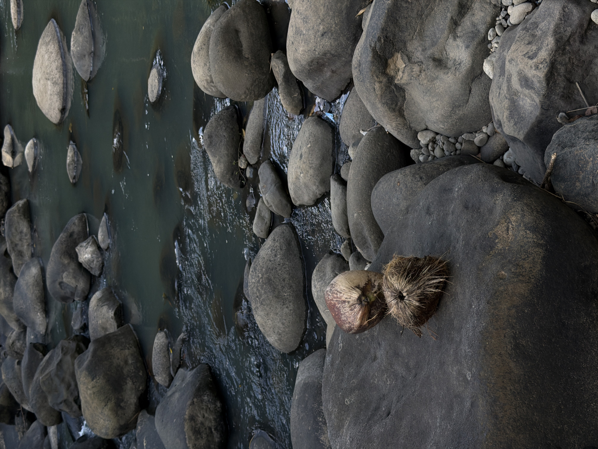 The image depicts a river scene in Selemadeg Timur, Indonesia. The riverbank is dominated by various-sized, smooth, gray rocks and boulders. The water flows between these rocks, creating small rapids and eddies. Two coconuts are resting on a large, dark rock on the riverbank.