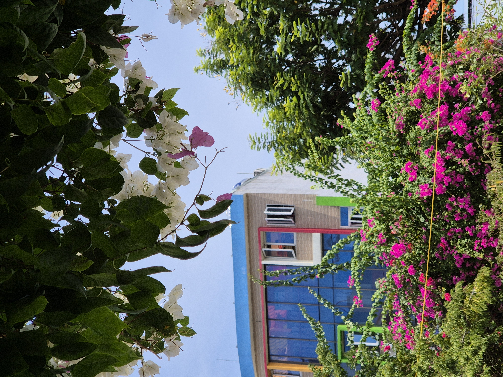 The image captures a vibrant scene in Đà Nẵng, Vietnam, where lush bougainvillea bushes in shades of bright pink and fuchsia dominate the foreground. These flowering plants are in full bloom, creating a dense, colorful canopy that partially obscures a multi-story building in the background. The building features a striking blue facade with large, reflective windows and is accented with colorful trim in red and green. White bougainvillea flowers and green leaves hang from branches overhead, framing the top of the image and adding another layer of natural beauty to the urban landscape. The sky above is a clear, bright blue, indicating a sunny day.