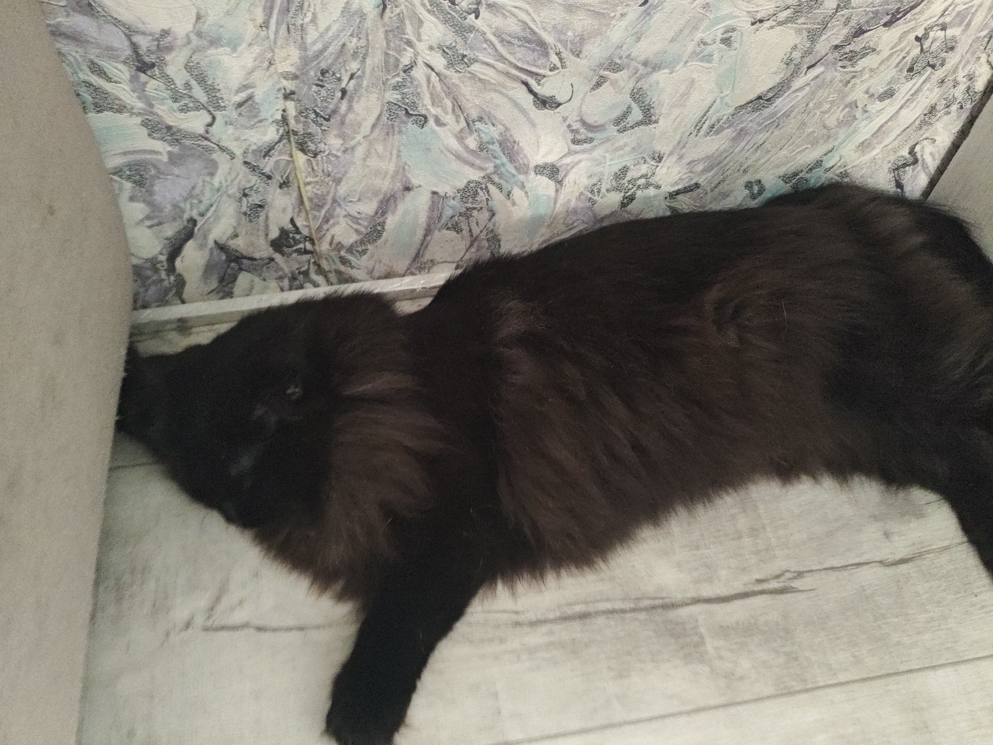 The image shows a black cat lying on a wooden floor, next to a beige couch and a wall with a patterned wallpaper. The cat's body is mostly visible, but its head is obscured. The lighting is dim, casting shadows on the scene. The location is a domestic setting in Berdsk municipality, Russia.