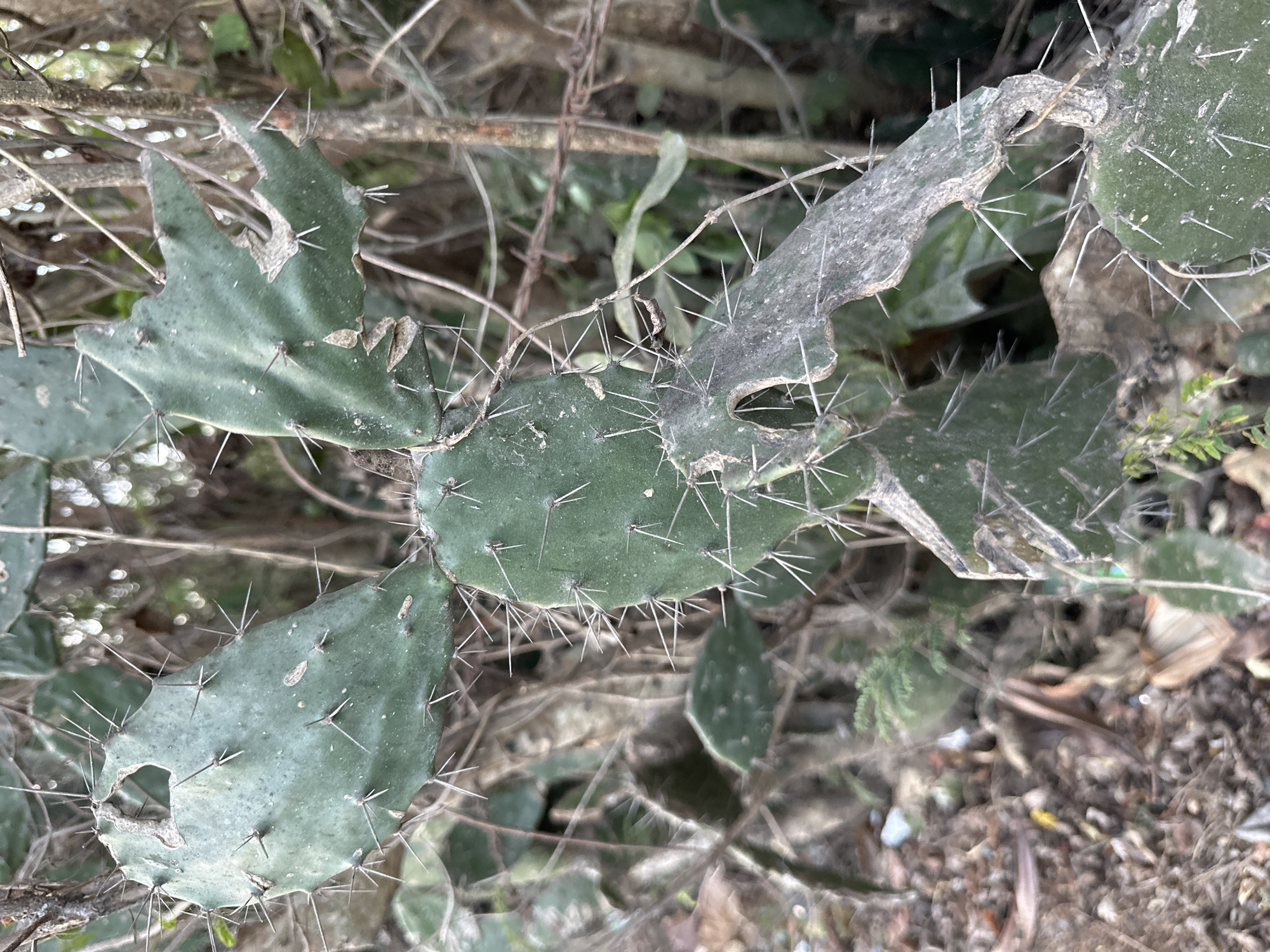 The image is a close-up, eye-level, natural light shot of a prickly pear cactus in Kuta Selatan, Indonesia. The cactus pads are a dull green, some showing signs of wear and tear with torn edges and brown, dry patches. Sharp, white spines protrude from the pads. The background is a blur of dry, brown vegetation and some thin branches, suggesting an outdoor environment, possibly a neglected area or roadside. The ground is covered with dried leaves, twigs, and some indiscernible debris. There are no people or animals visible in the frame. The overall impression is of a wild and somewhat unkempt natural setting.