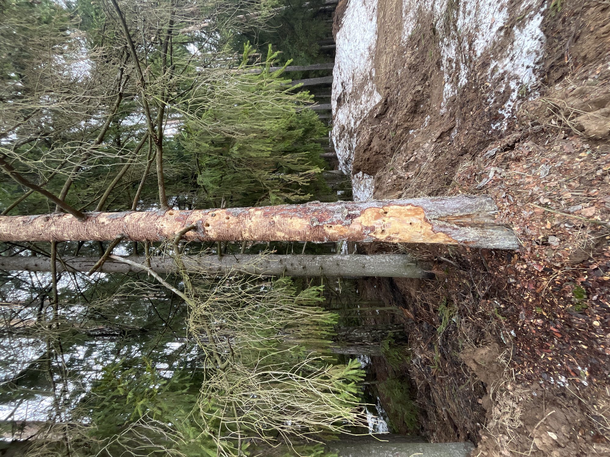 The image depicts a forest scene, likely taken outdoors. A fallen tree trunk is prominent in the foreground, showing signs of bark damage, possibly caused by woodpeckers or other animals. The trunk is oriented horizontally across the frame, with the background revealing a dense woodland consisting of evergreen trees and deciduous trees with bare branches. The ground appears to be covered with leaf litter and some snow. The presence of snow suggests a winter or early spring setting. A dirt bank partially covered with snow runs along the right side of the frame. A portion of the image hints at a fence partially buried in the dirt, and possibly a water feature.
The specific location in the city of Chaikovsky, Russia cannot be verified without additional information or context within the image itself.