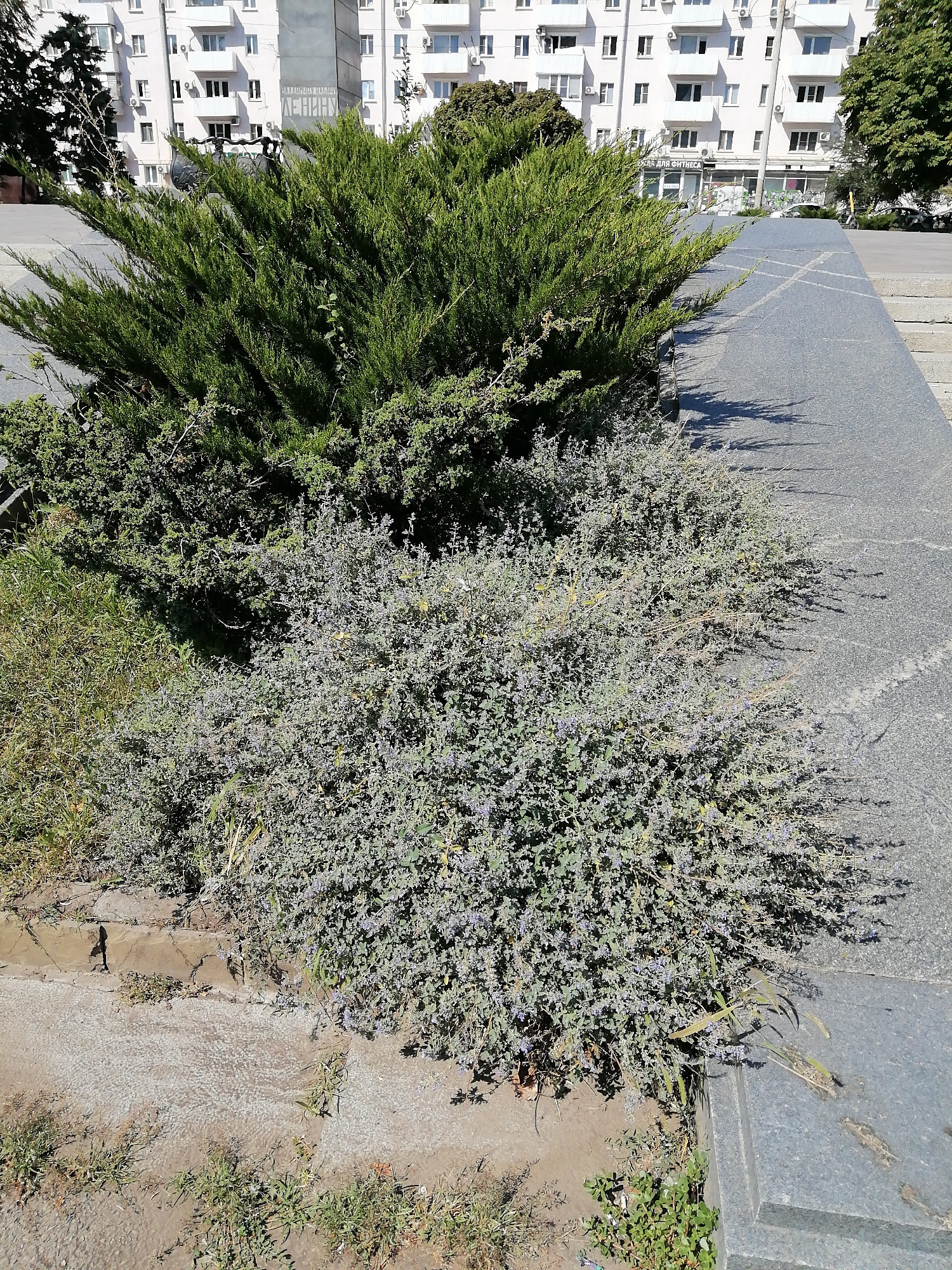 The image depicts an outdoor scene in a city. In the foreground, a low-lying shrub with small, light purple flowers and grayish-green leaves is prominent. Behind it, a larger, denser evergreen shrub with dark green, needle-like foliage dominates the center of the frame. To the right of the shrubs is a pathway made of dark gray paving stones, possibly granite, with faint patterns etched into its surface. The pathway ascends slightly towards the right, indicated by visible steps.
In the background, a multi-story building with a light-colored facade stands. The building has numerous windows, many with balconies, and features air conditioning units mounted on the exterior walls. One section of the building has a sign in Russian Cyrillic alphabet. Part of a dark-colored, possibly metal, monument or structure is visible behind the evergreen shrub. The ground surrounding the shrubs is a mix of dirt, small stones, and patches of grass. The overall lighting suggests a sunny day, casting distinct shadows from the vegetation onto the paving stones.
Based on the architectural style of the building, the presence of air conditioning units, and the overall urban landscaping, this scene is likely located in Rostov-on-Don, Russia. The specific location appears to be a public space, possibly a park, square, or pedestrian area adjacent to residential buildings. There are no people visible in the image.