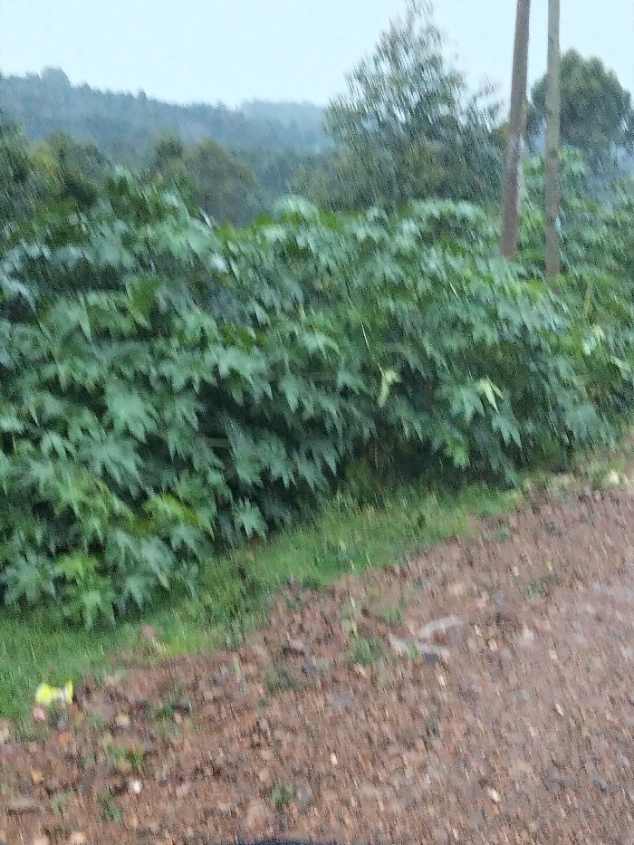 The image displays an outdoor scene in Nyansiongo ward, Kenya, characterized by dense vegetation and an unpaved surface under overcast conditions. The foreground consists of a reddish-brown dirt or gravel path, wet from precipitation, with scattered small stones and a minor, light-colored piece of debris near the lower left edge. Immediately beyond the path, a strip of green grass precedes a substantial cluster of green plants featuring large, multi-lobed leaves, forming a dense, uniform hedge. In the background, a heavily forested hilly or mountainous landscape is visible, partially obscured by mist or precipitation. Two slender, light-colored vertical tree trunks or utility poles stand upright on the right side, extending from the midground towards the upper frame. The sky is a uniform light grey, indicating an overcast atmosphere. No human figures or discernible activities are present.