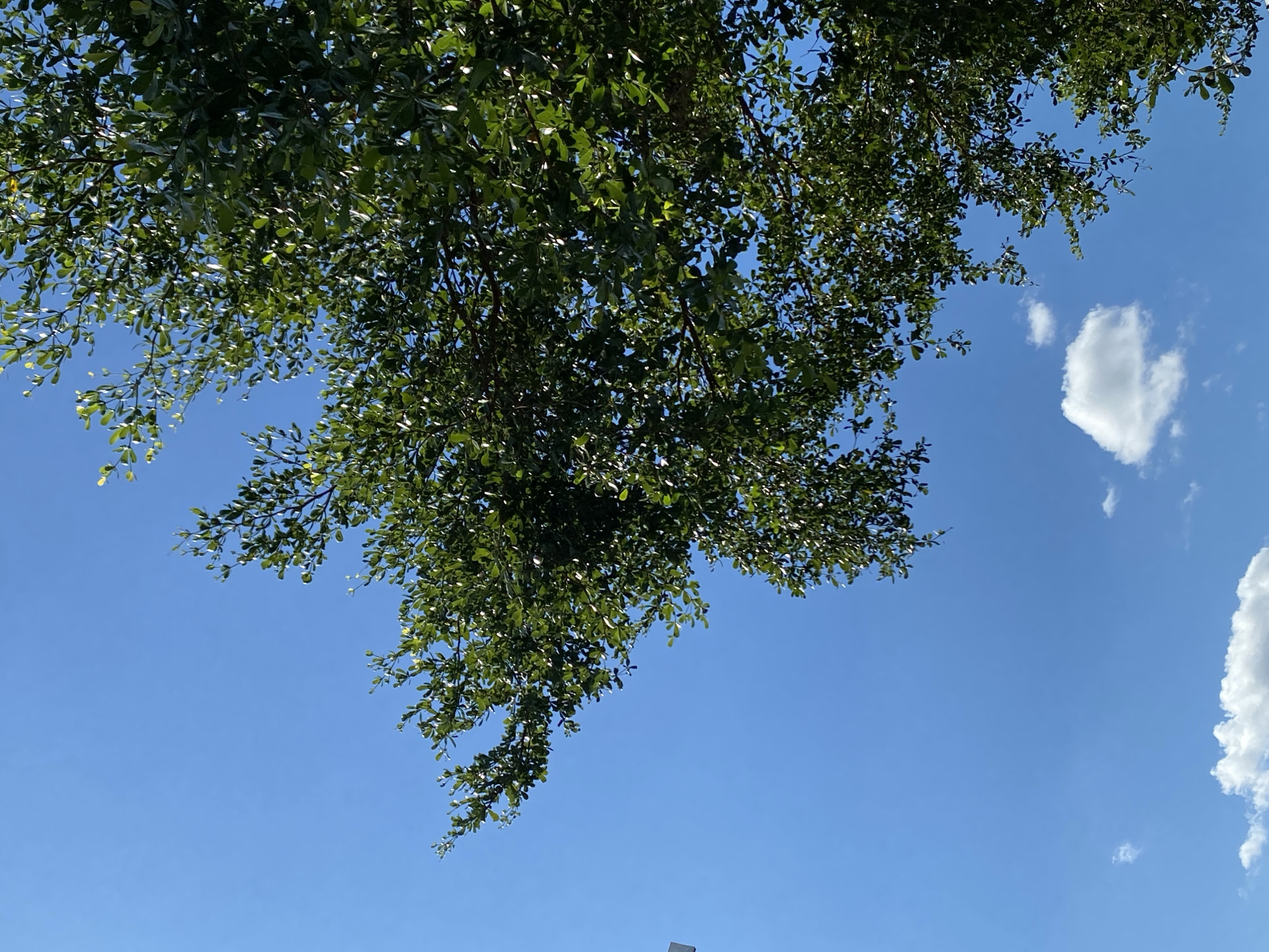 A low-angle, full shot captures a clear, bright blue sky with a few scattered, fluffy white clouds. The upper right and upper left quadrants of the frame are dominated by the dense, green foliage of a tree. The leaves are small and oval-shaped, creating a rich, textured canopy. Sunlight filters through the branches, highlighting some leaves with a brighter sheen. The branches themselves are dark and slender, extending out into the sky. One small white cloud is visible in the lower center of the image, and another larger, more elongated cloud is near the bottom edge, also in the center. No people or man-made structures are clearly discernible in this image, with the exception of a faint white vertical object that might be a pole or part of a structure partially visible on the far left edge. The scene appears to be an outdoor environment on a sunny day.