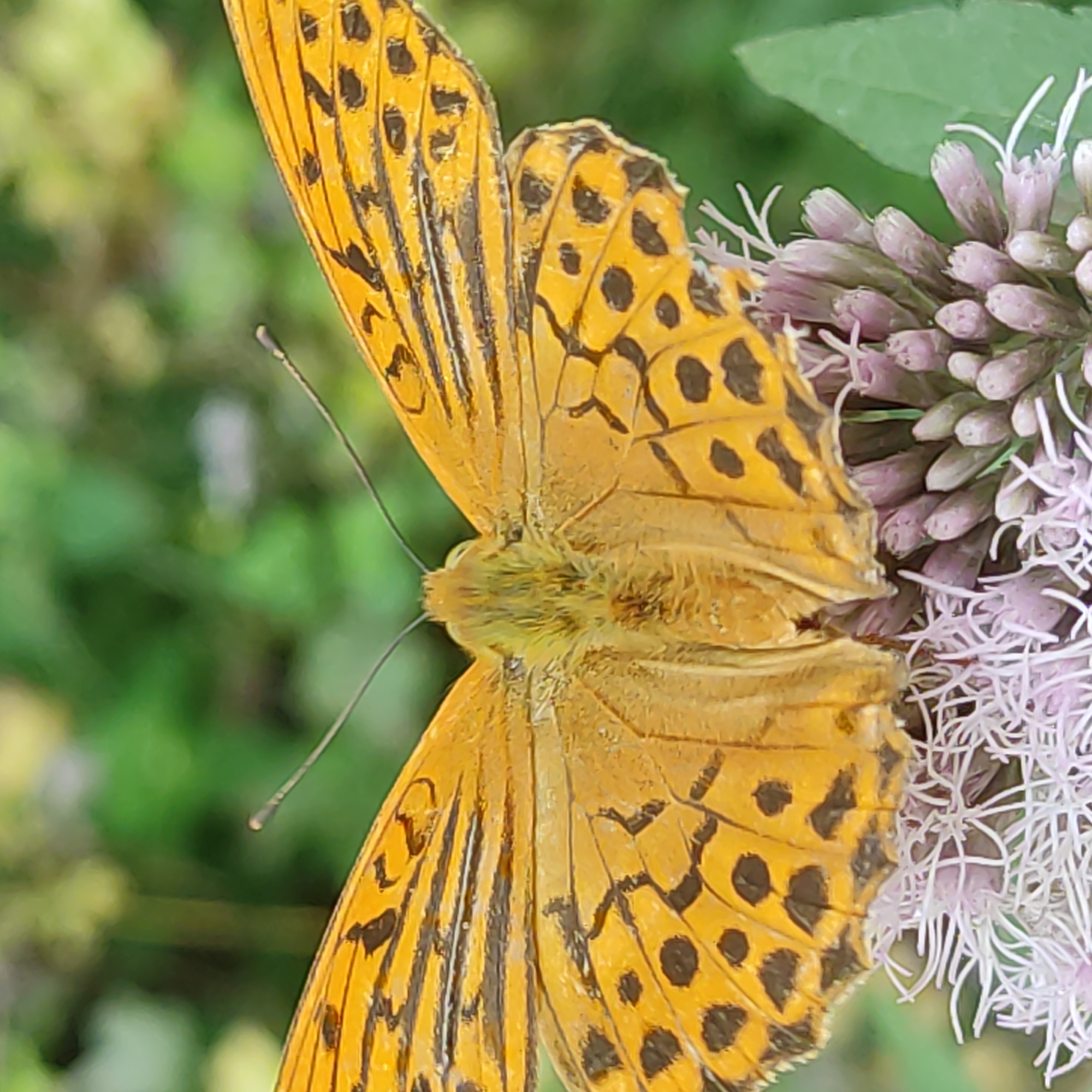 A close-up photograph captures a vibrant orange butterfly with intricate black markings resting on a cluster of delicate pink flower buds. The butterfly's wings are spread open, revealing a symmetrical pattern of black stripes and spots against the dominant orange hue. The flower buds are tightly packed, with some beginning to unfurl, showcasing their fine, wispy white stamens. The background is a soft blur of green foliage, suggesting an outdoor natural setting. The lighting appears to be natural daylight, illuminating the butterfly and flowers with a gentle glow. The scene is static, with no visible movement. There are no people present in the image. The location is identified as Kotsiubynske, Ukraine.