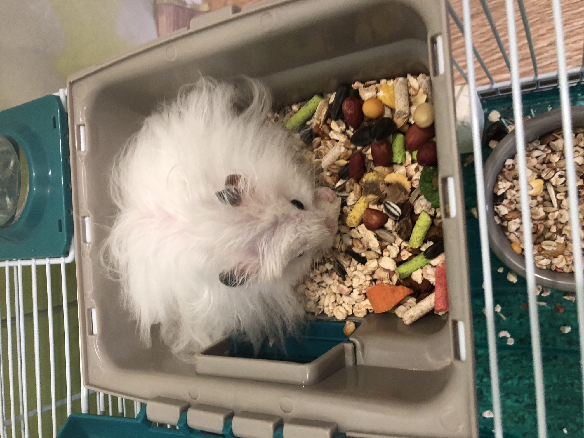 The image shows a fluffy white hamster nestled in its cage amidst a pile of food pellets and seeds. The hamster, with its black eyes visible, is partially obscured by its voluminous fur. The cage contains a tan plastic base, filled with various types of hamster food, including what appears to be dried vegetables and seeds. The cage bars are white and green, with a glimpse of a wooden floor in the background. The scene does not contain any identifiable urban elements or landmarks that would allow for the determination of a specific location in Solikamsk, Russia.