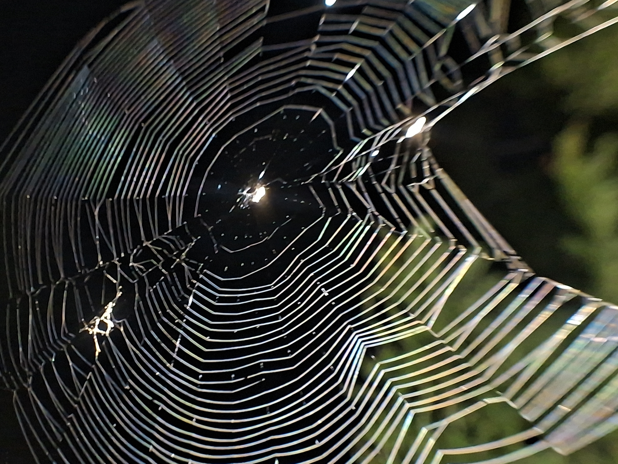 A close-up photograph shows a spiderweb illuminated by light against a dark background. The web is complete and relatively undamaged, with concentric circles and radial lines characteristic of orb-weaver webs. The location is not discernible from the provided image. No people, subjects, or actions are visible. The environment consists of the immediate surroundings of the web, with some green foliage visible in the background.