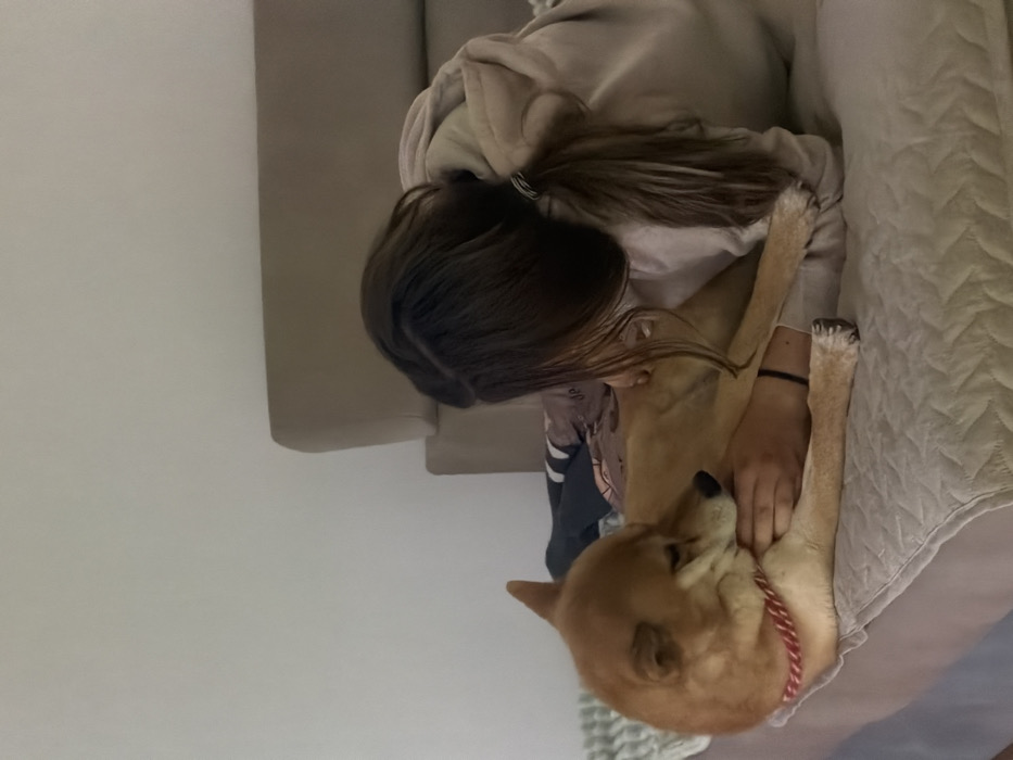 In an indoor setting in Priseltsi, Bulgaria, an individual with long brown hair, wearing a light-colored hooded sweatshirt, is observed lying on a light-colored quilted surface. The individual's left arm is extended, making contact with a tan-colored dog, consistent with a Shiba Inu breed, which is also lying on the same surface. The dog wears a red and white striped collar and is facing left with its head slightly lowered. The individual's hand is resting on the dog's front limb. A beige upholstered furniture piece is visible behind the individual, against a plain white wall.
