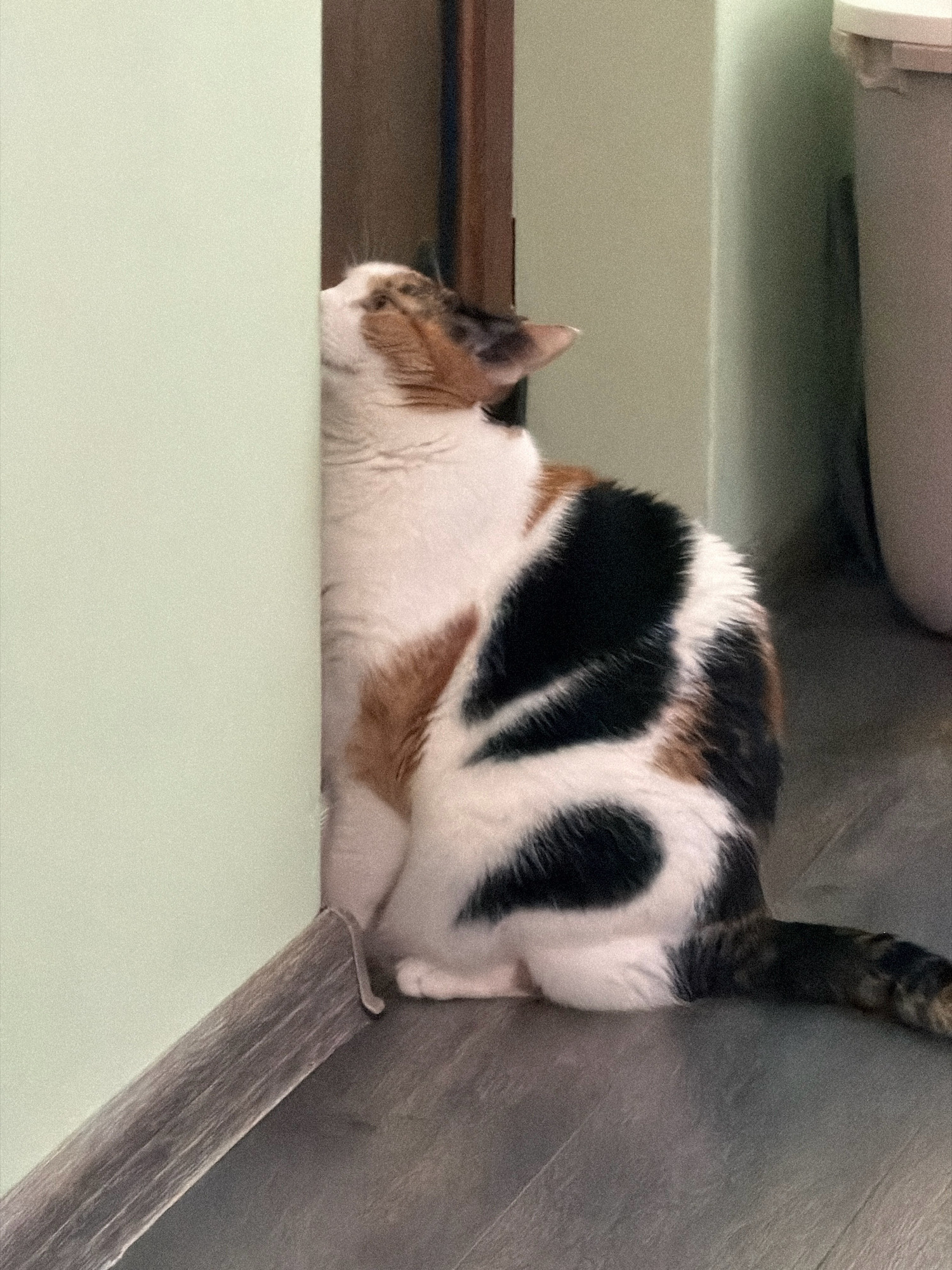 A calico cat is nestled in the corner of a room, its head pressed against a light green wall. The cat is white with patches of black and orange. Its body is mostly visible, curled up against the wall. The floor is a dark wood laminate. In the background, a light gray trash can is partially visible. The scene appears to be indoors, likely a residential space in Ezerovo, Bulgaria, with no people present.