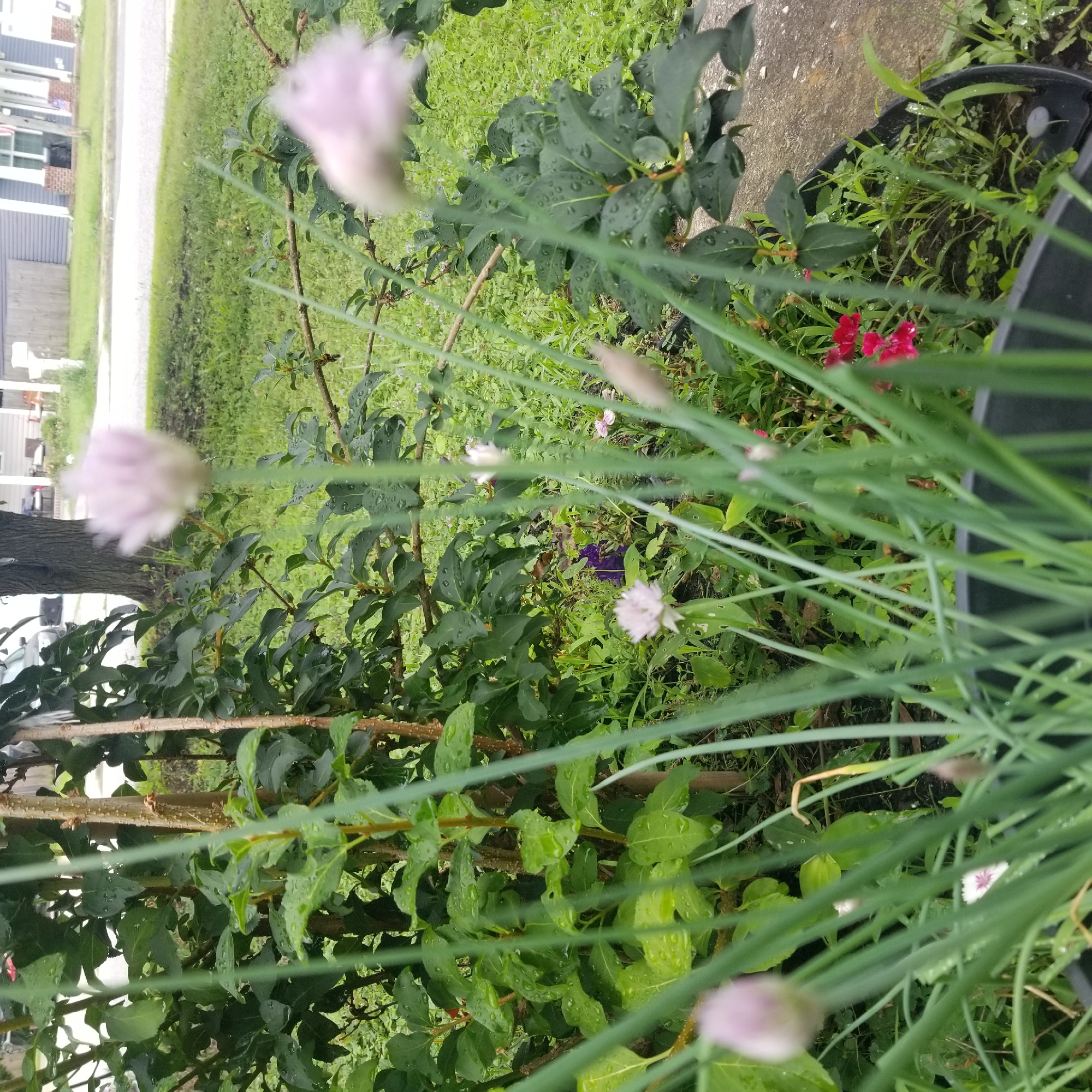 An outdoor, eye-level, medium shot captures a close-up view of chive flowers and green leaves, with a blurred background of a residential neighborhood in Virginia Beach, United States of America. The chive flowers, in various stages of bloom, are light purple and white, some appearing as buds and others fully open. The chive stalks are a vibrant green, some with dew drops on them. Behind the chives, dark green leaves of a shrub are visible, also speckled with dew. In the far background, a residential street is visible with houses and a paved sidewalk. The overall scene suggests a garden area after a rain shower.