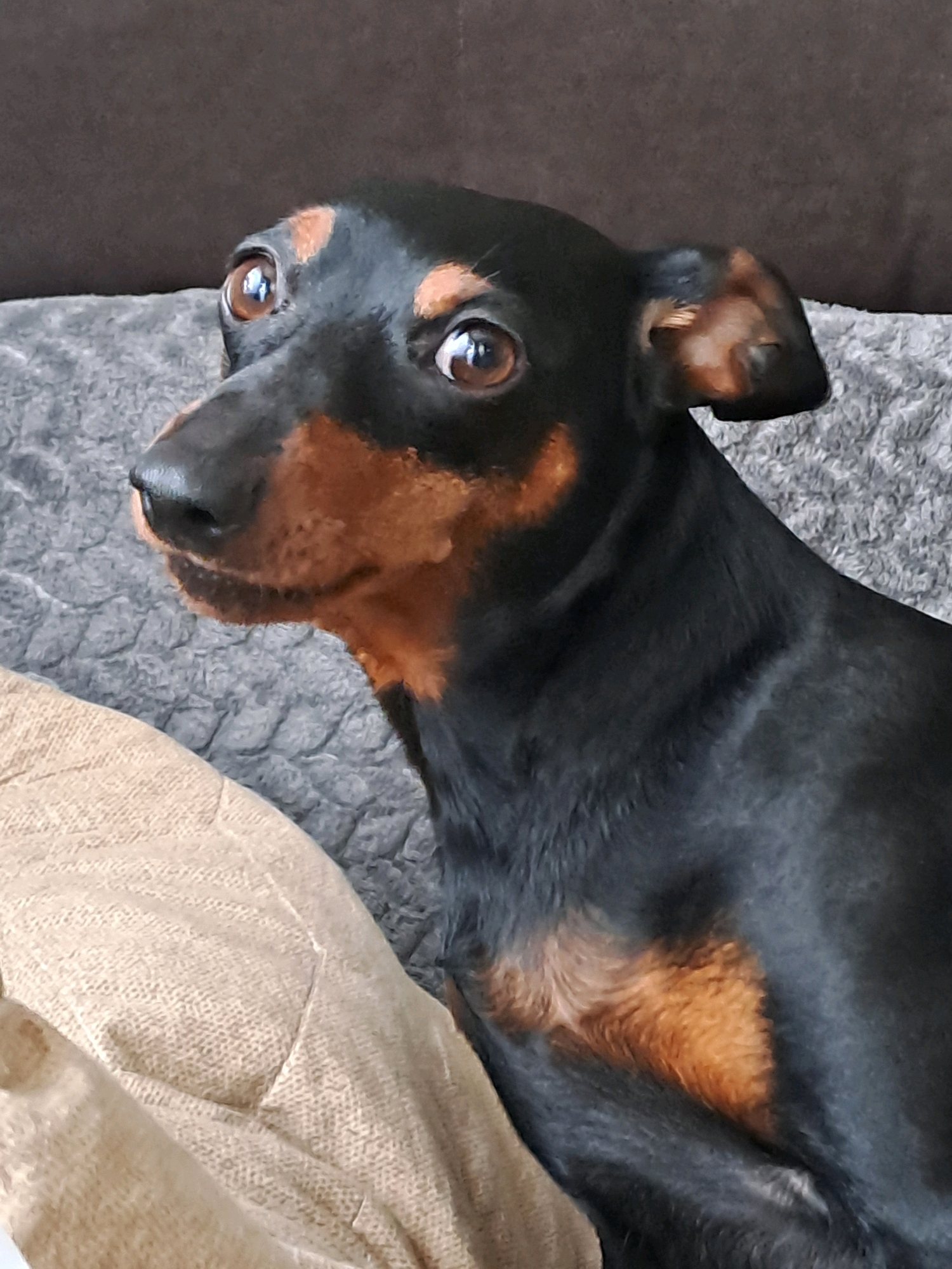 The image shows a close-up, eye-level view of a Miniature Pinscher dog. The dog is black and tan, with large, expressive brown eyes that are wide and attentive. Its ears are alert and slightly tilted forward. The dog is positioned on a textured gray surface, possibly a couch or cushion, with a darker, brown upholstered surface visible in the background. To the left and partially in the foreground, a tan-colored textured object, possibly another cushion or blanket, is visible. The dog's expression appears curious or startled. There are no people or other animals in the image. The location is not discernible from the image.