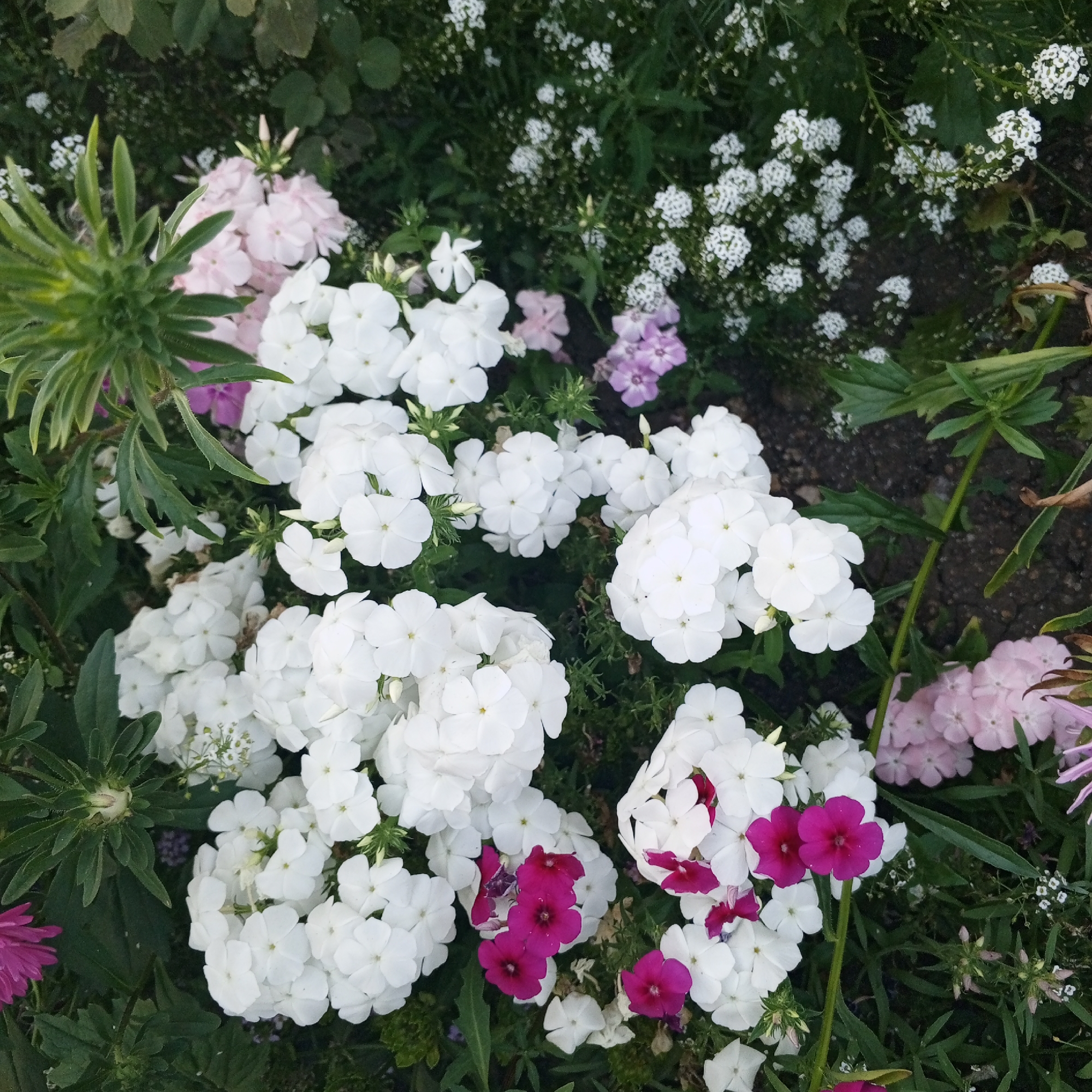 The image depicts a close-up, top-down view of a flower bed in Sayanogorsk, Russia. The scene is dominated by a dense arrangement of white phlox flowers, with some clusters of pink and purple phlox flowers interspersed. Small white flowers, possibly alyssum, are also visible throughout the arrangement. The flowers are lush and in full bloom, suggesting a garden setting during the warmer months. The surrounding foliage is a deep green, providing a rich contrast to the vibrant colors of the blossoms. The ground beneath the flowers appears to be dark soil, partially covered by leaves and stems. There are no people or animals present in the image. The lighting suggests it is daytime, with soft, diffused light that highlights the textures and colors of the flowers.