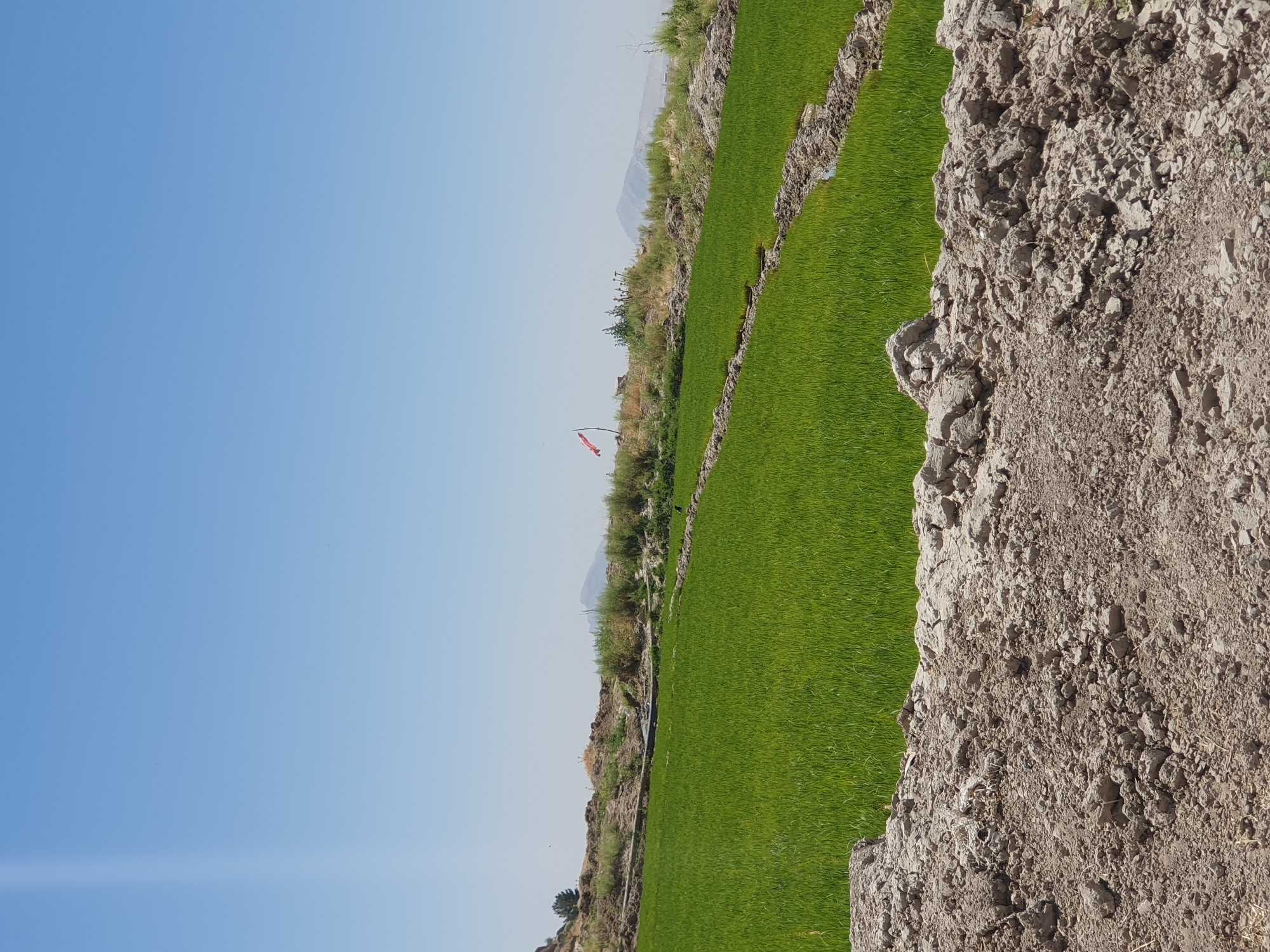 This is a medium-shot, eye-level, outdoor photograph of a rural landscape. The foreground is dominated by a pile of dry, grey soil, with some lighter-colored material and debris embedded within it. Beyond this soil, a vibrant green field of crops stretches into the midground. The field is divided by narrow trenches, some of which appear to contain water. The field slopes gently upwards towards the background.
In the background, there is a dusty, light-colored hillside covered with dry vegetation and some scattered rocks. A single tree is visible on the left side of this hillside, and a small, red and white flag on a pole is planted on the right side of the hillside, fluttering in the breeze. In the far distance, faint mountain ranges are visible under a clear, light blue sky. The overall scene suggests a sunny day in a dry, agricultural region.