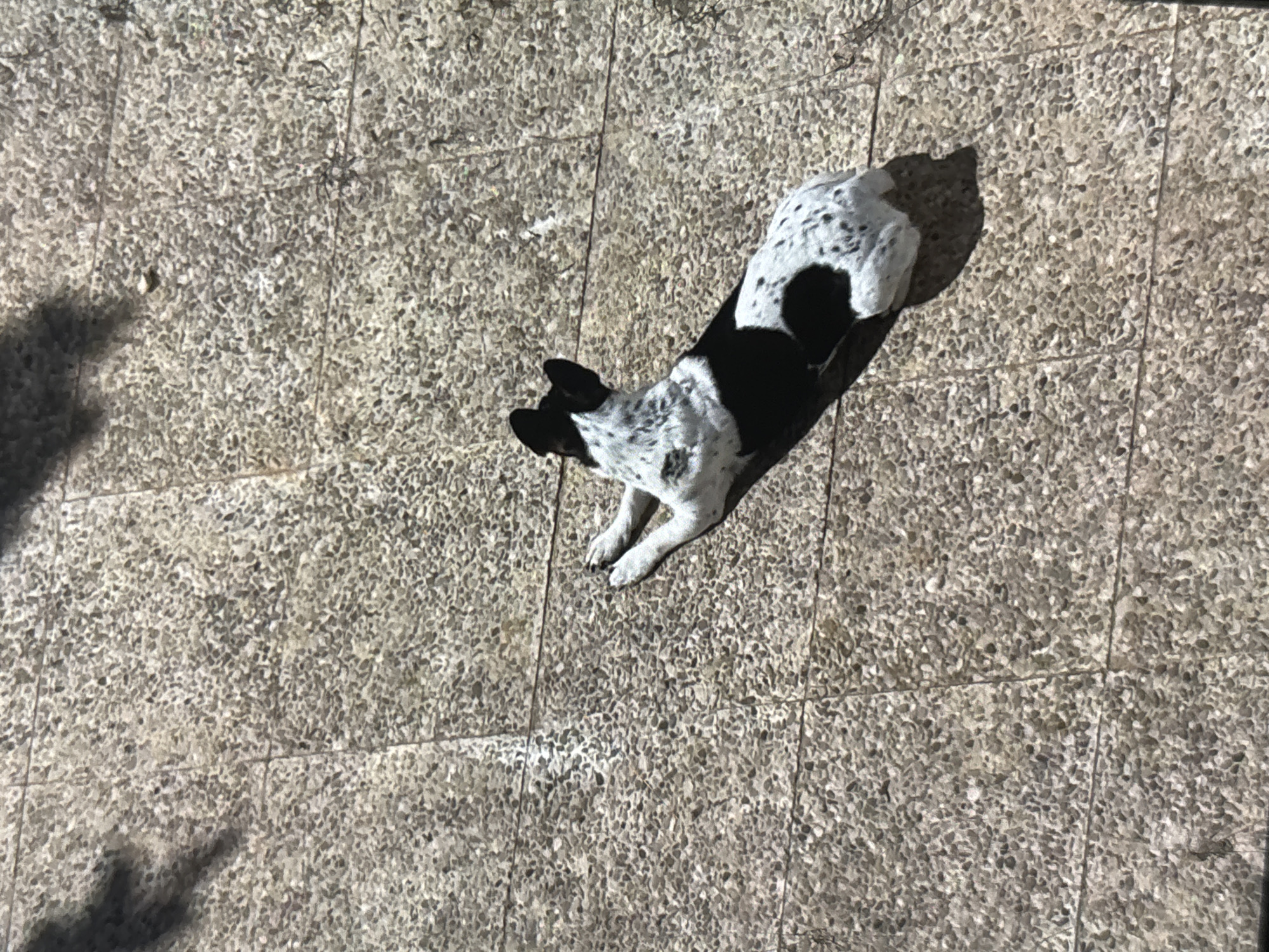 A medium shot captures a black and white spotted dog lying on a textured, light-brown tiled surface. The dog is facing away from the camera, with its head turned slightly to the left. It is lying on its stomach with its front paws extended forward and its hind legs tucked underneath. The tiles appear to be arranged in a grid pattern with visible grout lines. Shadows of what appear to be trees or branches are cast on the tiled surface from the upper left. The dog is the primary subject of the image, and its fur has a distinct spotted pattern. The scene is outdoors and appears to be in a sunny environment, given the prominent shadows. The location is identified as Orihuela, Spain.