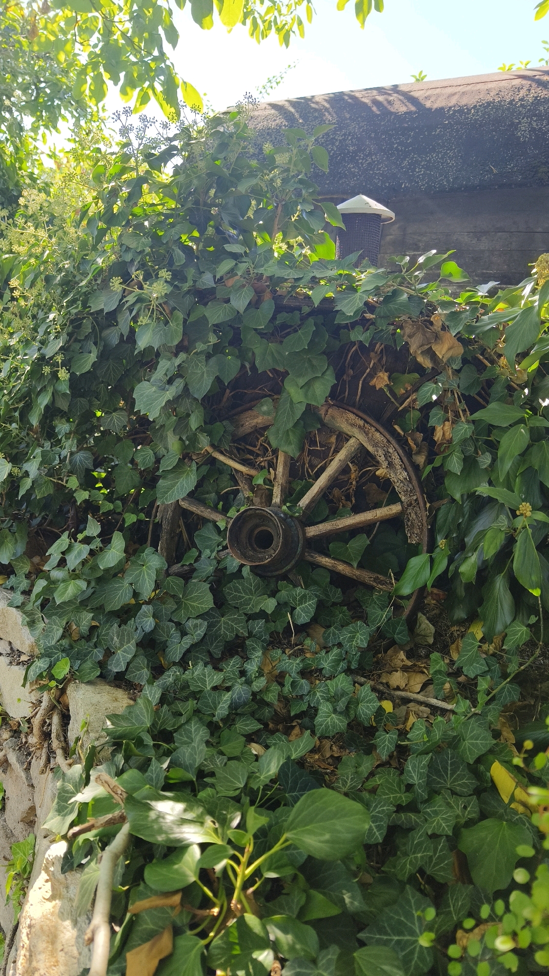 The image depicts an outdoor scene in Langenlois, Austria, showcasing a weathered wooden wagon wheel partially obscured by lush green ivy. The wheel is positioned against a rough stone wall, with a dark, textured surface, possibly a building, visible in the upper right quadrant. Sunlight filters through the leaves, creating dappled patterns on the foliage and the wheel. The overall impression is one of rustic charm and the encroachment of nature on man-made objects. There are no people or animals present in the image.