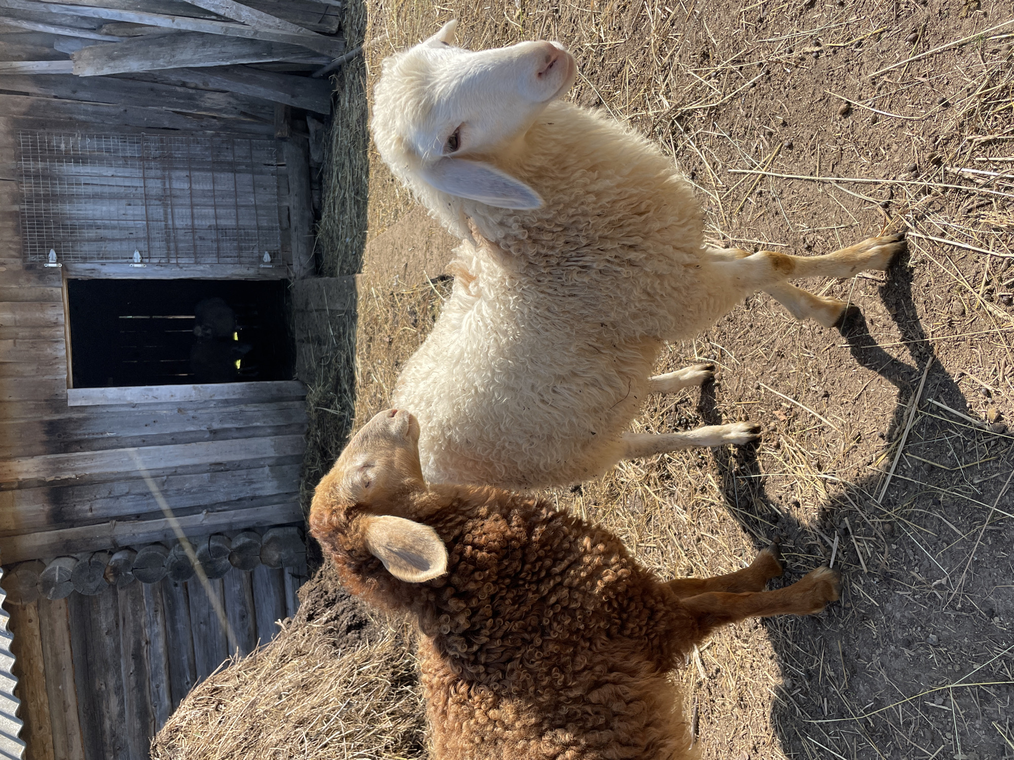 Two sheep stand on a dirt and straw-covered ground in front of a weathered wooden barn. The sheep on the left is a reddish-brown color with curly wool, and the sheep on the right is white with curly wool. The barn has a large, open doorway in the center, and a section of hay is piled to the left of the barn. The scene appears to be a rural setting, possibly a farm, in the city of Сям-Можга, Russia.