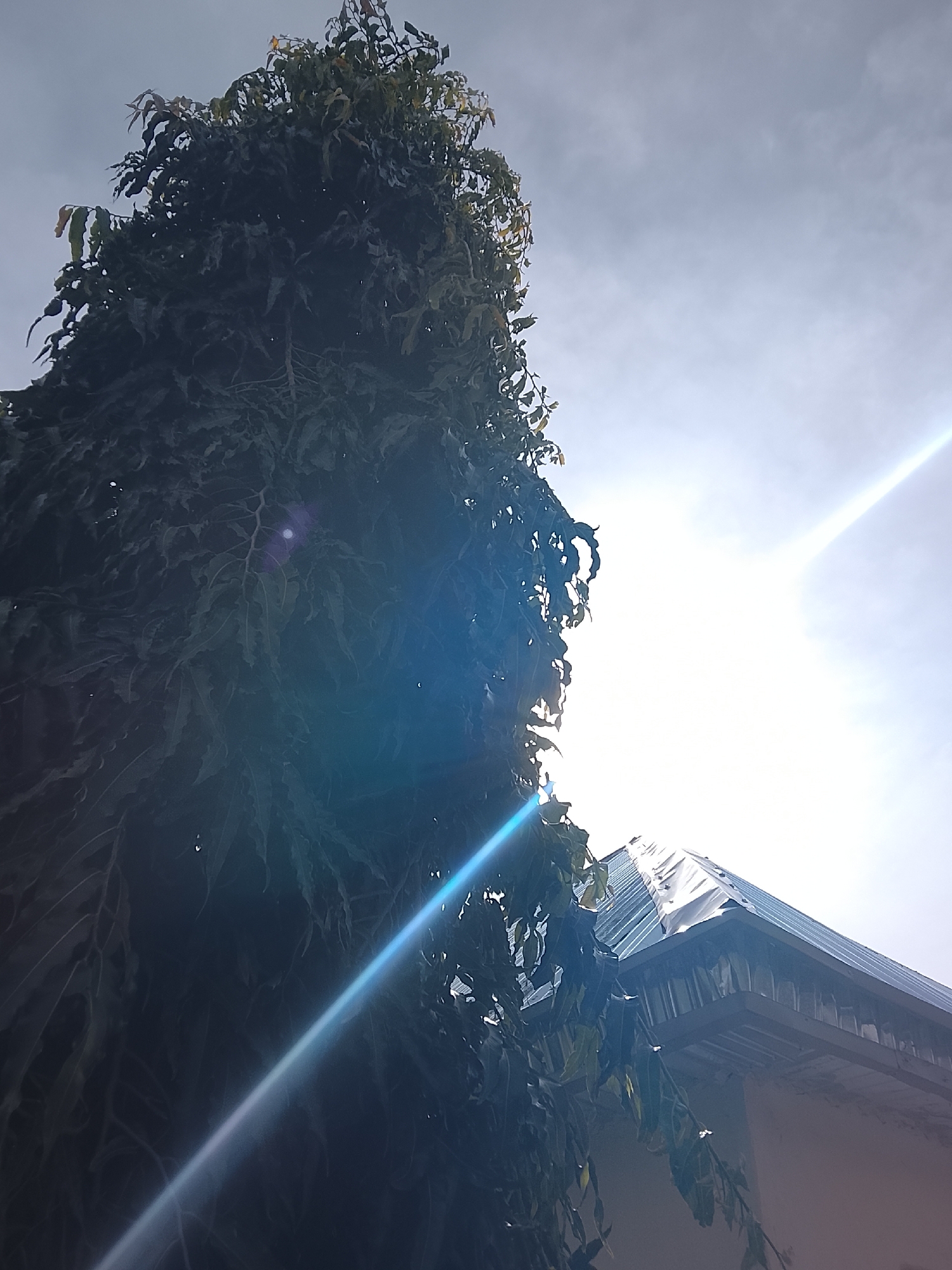 A low-angle shot shows the top of a dense, dark green tree with some lighter green leaves. The sun is shining brightly in the upper right corner of the image, causing a lens flare that streaks across the sky and illuminates some of the tree's branches. Below the tree, on the right side of the frame, is the edge of a building with a sloped, corrugated metal roof. The roof is partially covered with white tarps. The sky is a pale, hazy blue with some faint clouds.